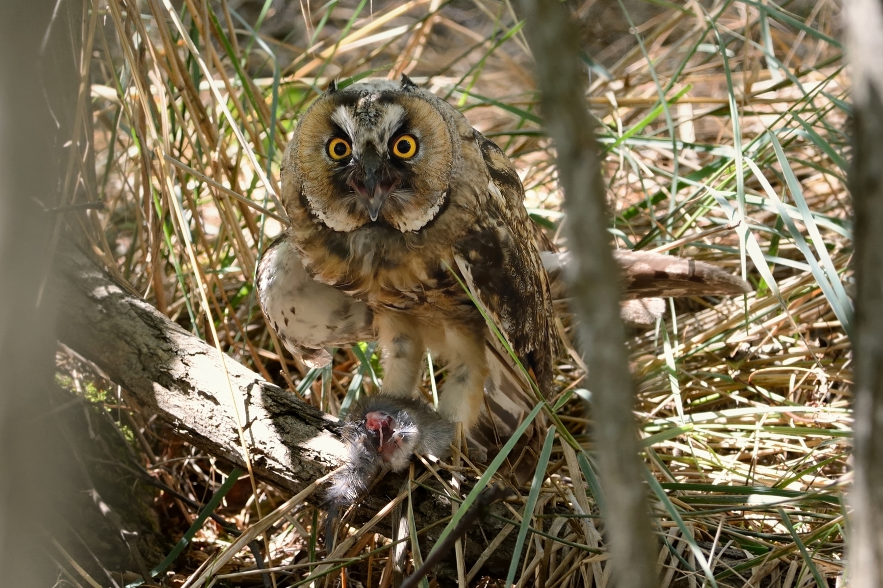 Long-Eared Owl with prey.
