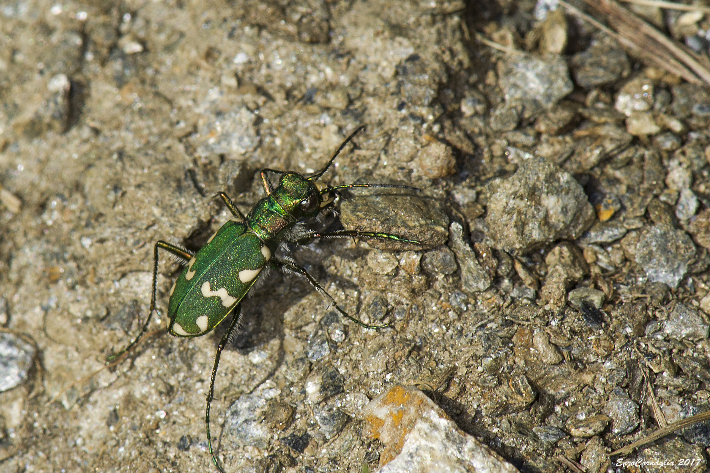 Cicindella