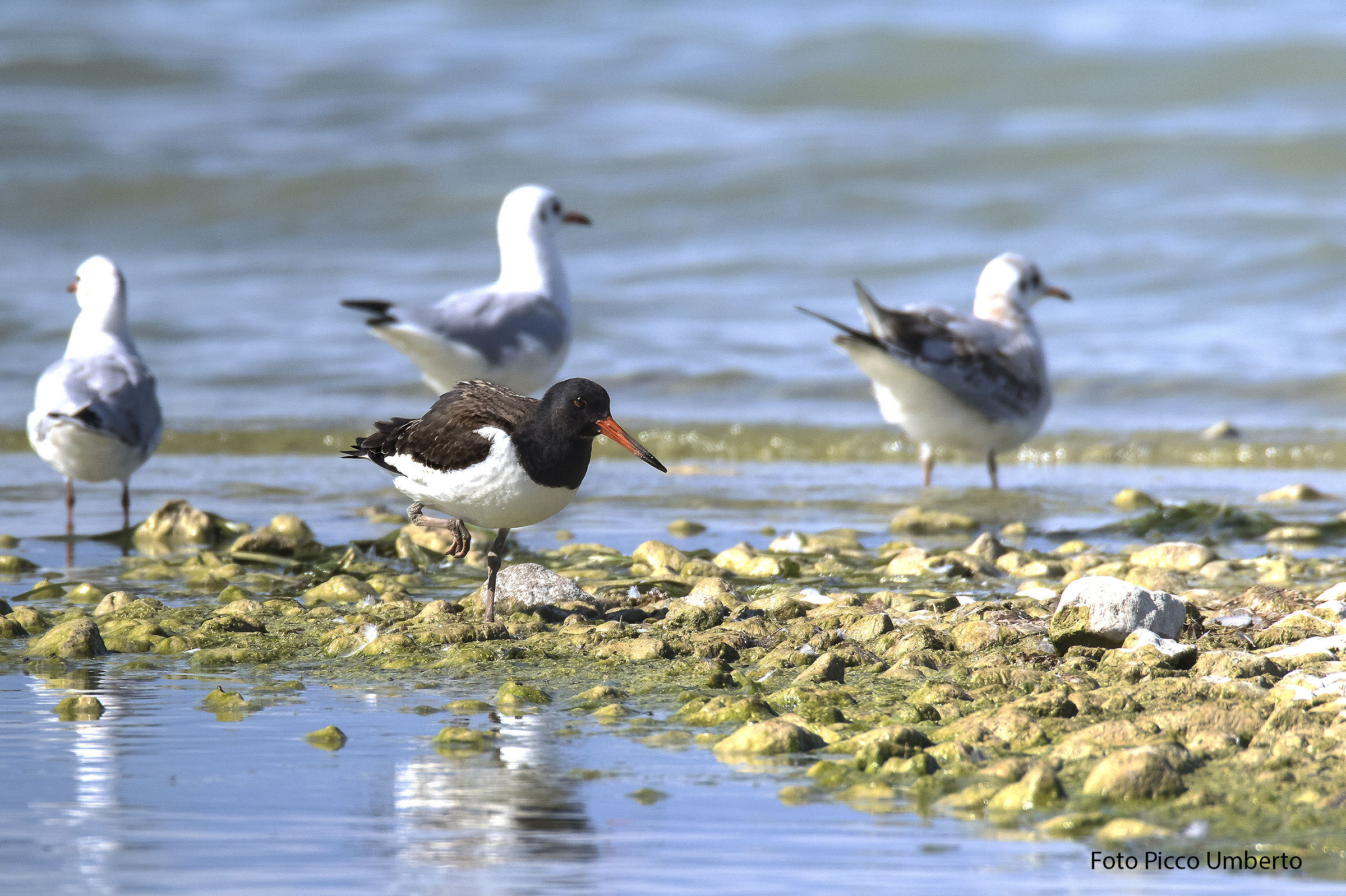 beccaccia di mare al lago