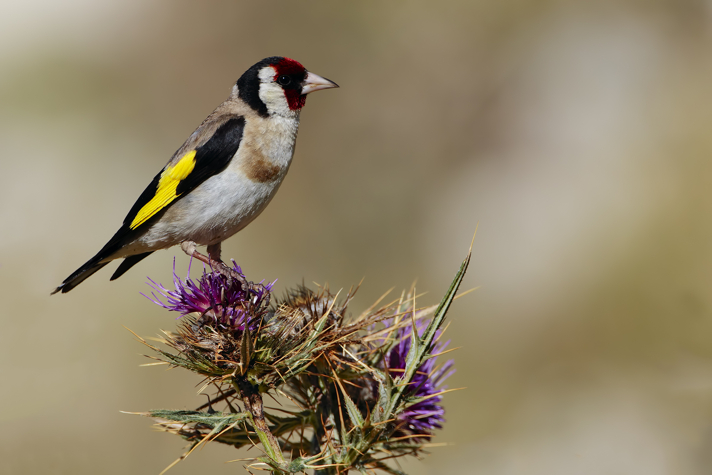 Cardon on Cardo in bloom