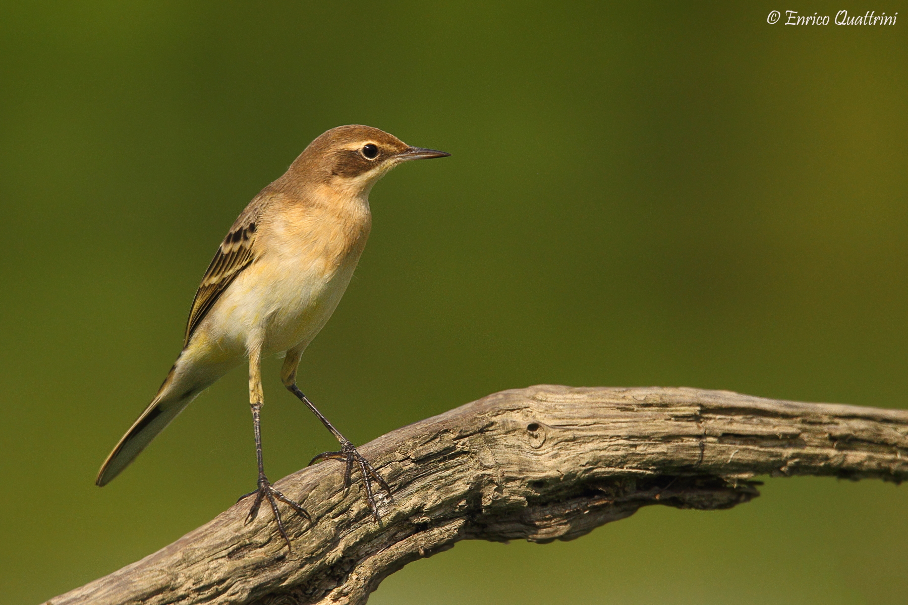 Yellow Wagtail