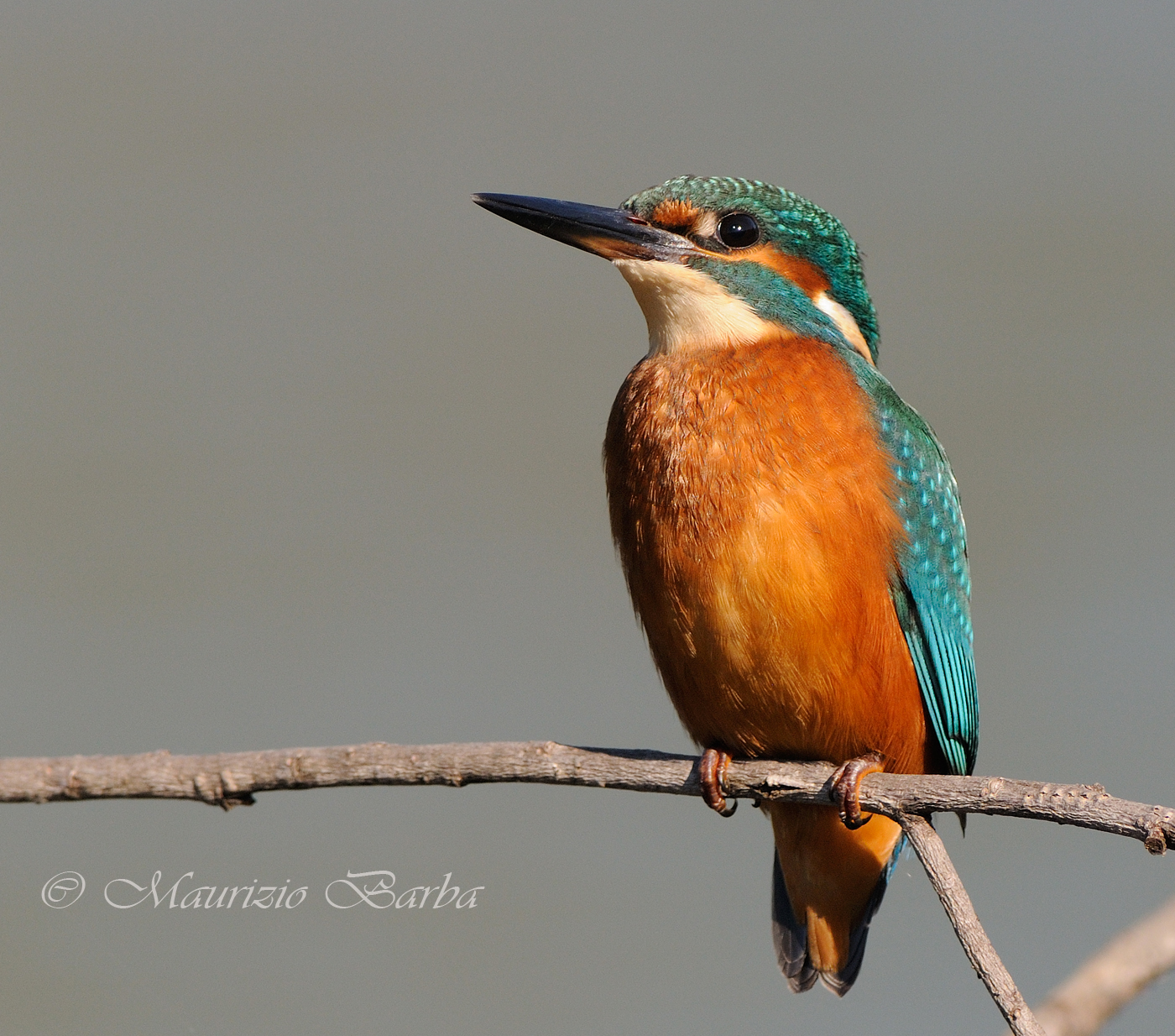 Kingfisher