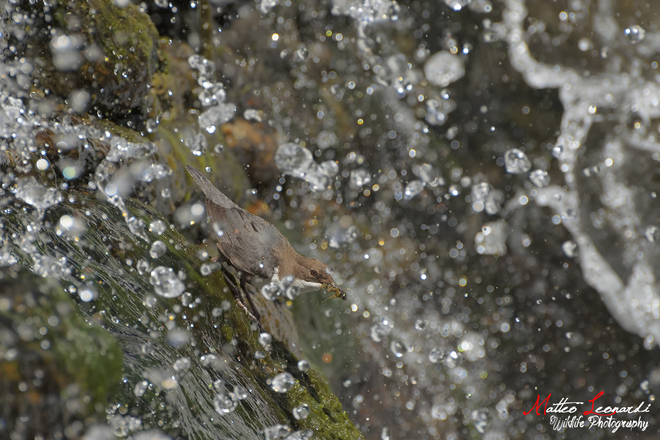 Between a drop and the other - Merlo Acquaiolo - Tuscany