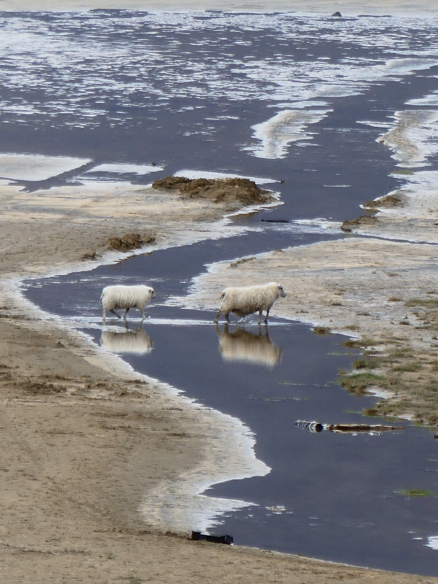 Sheep and tide.