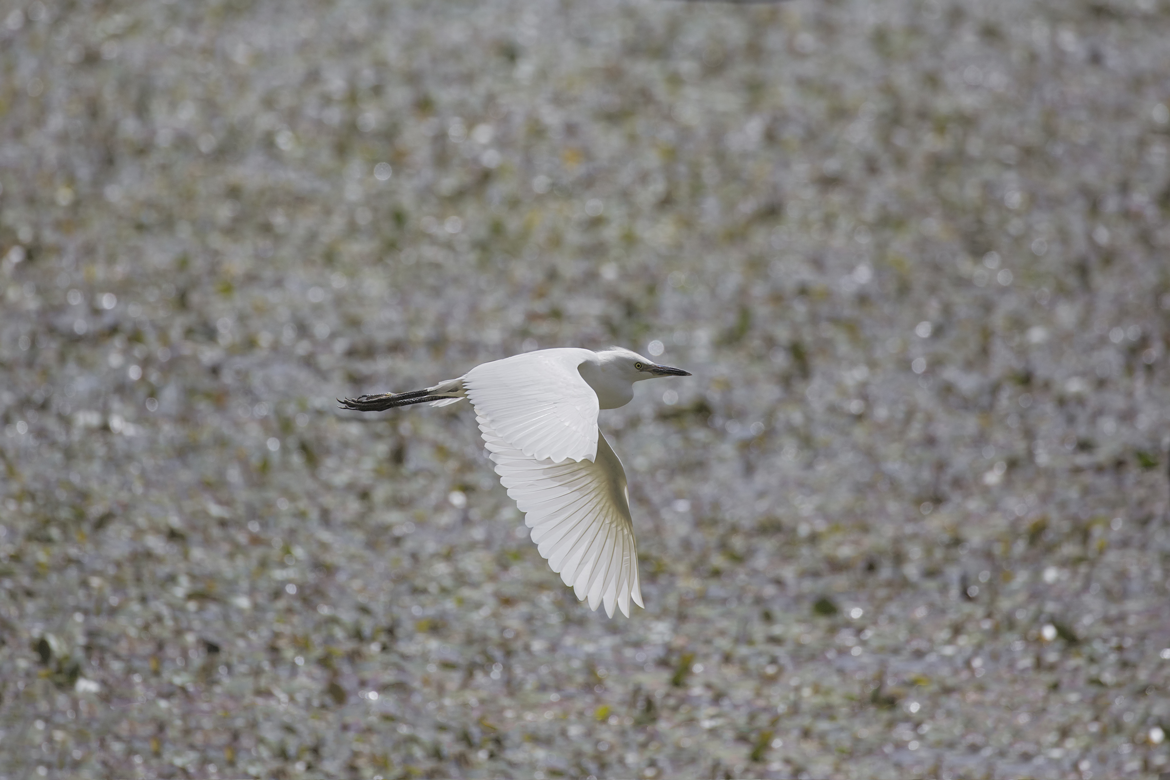 Sgarza puff on the fly