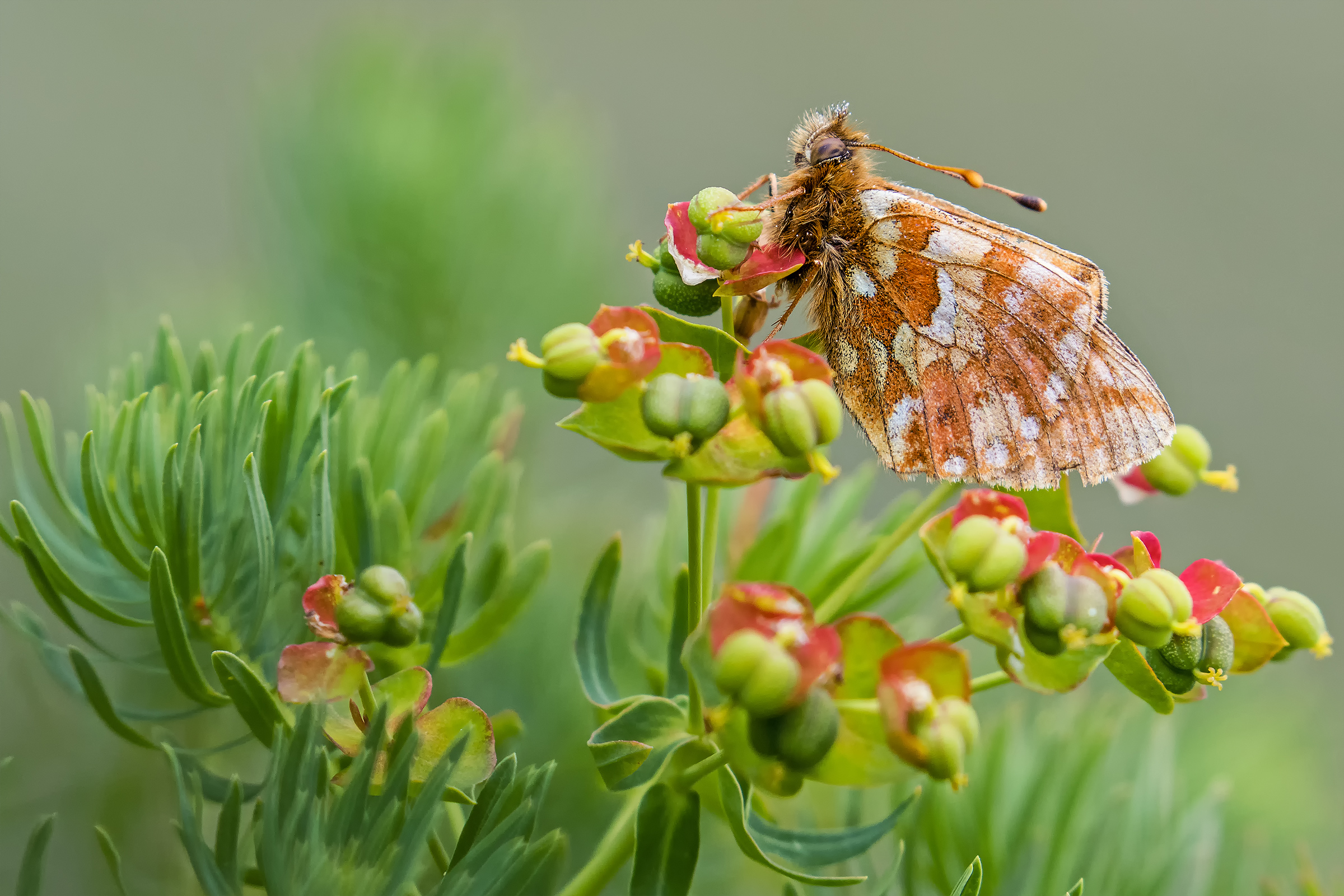 Boloria pales