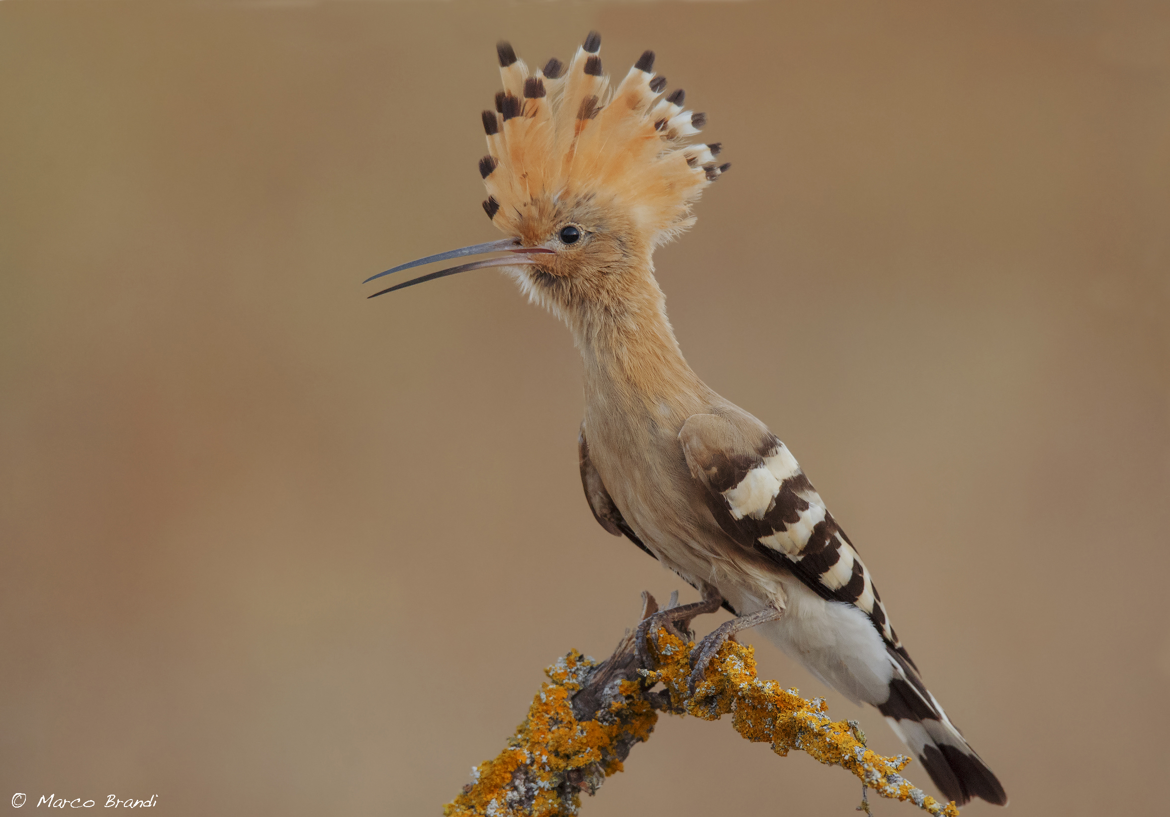 Tutta cresta , seconda parte