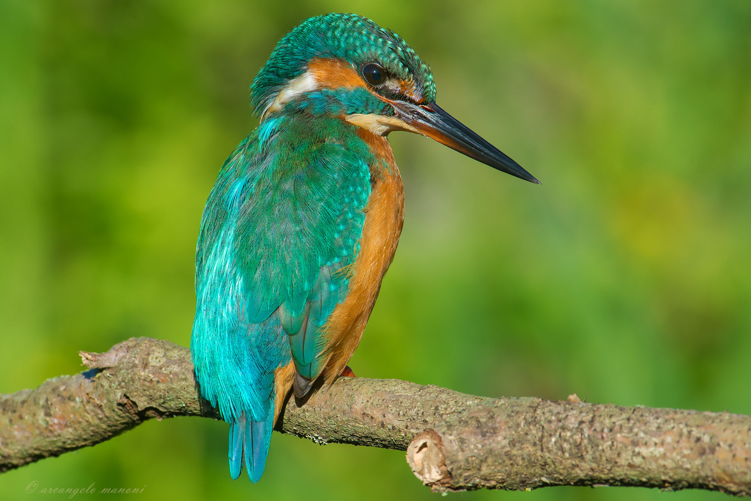 Il profilo della martina Maria