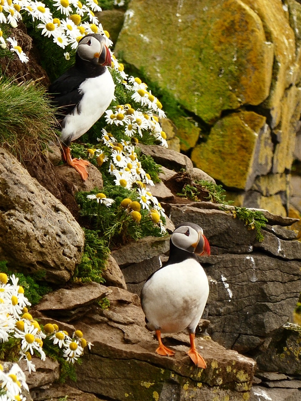 She loves Me, she loves me not