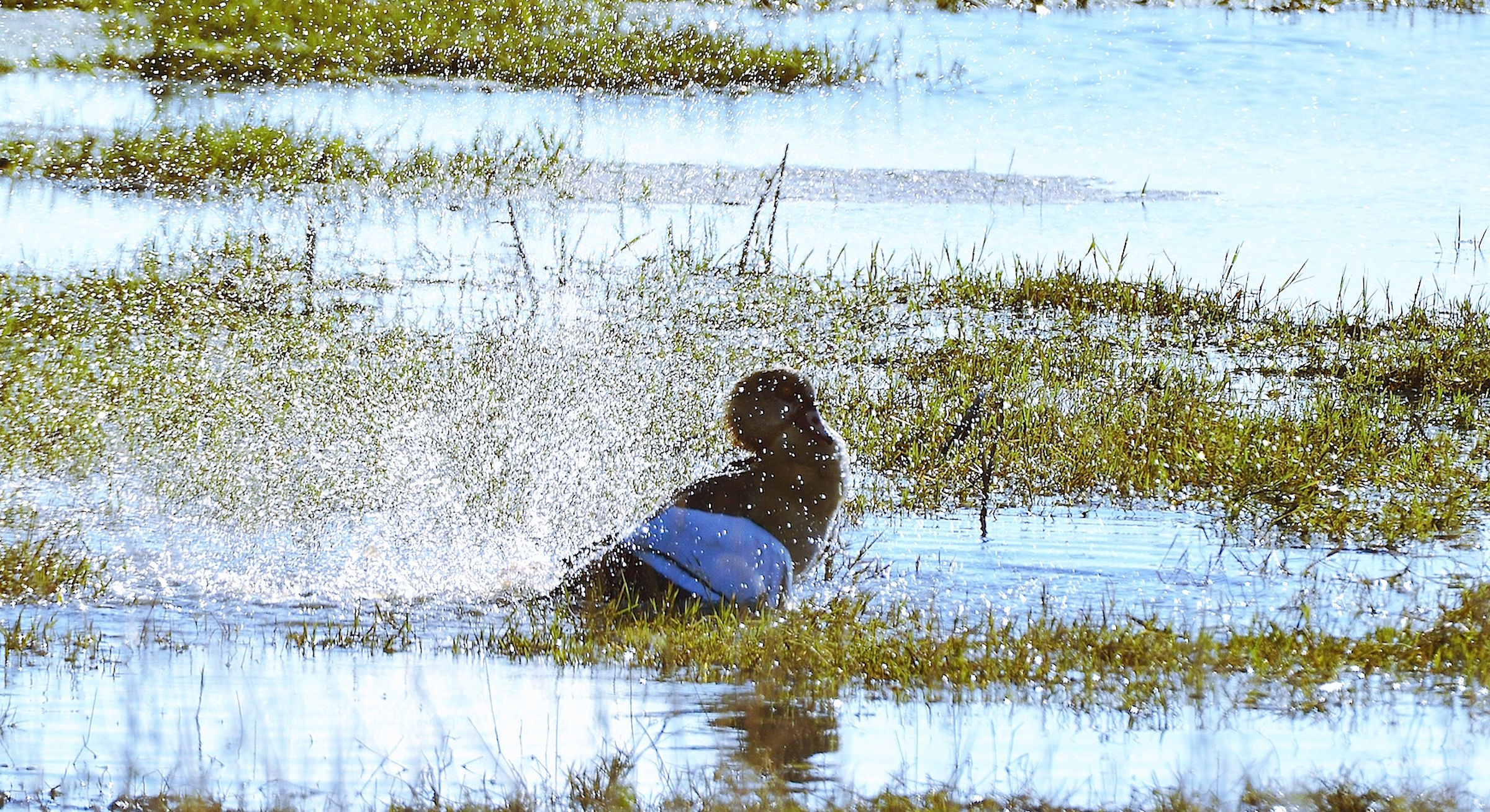 It's time to go to the toilet ....