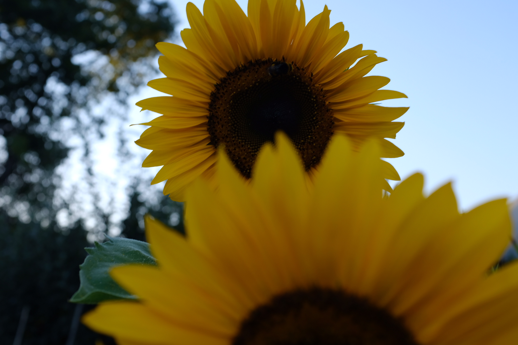 Girasole