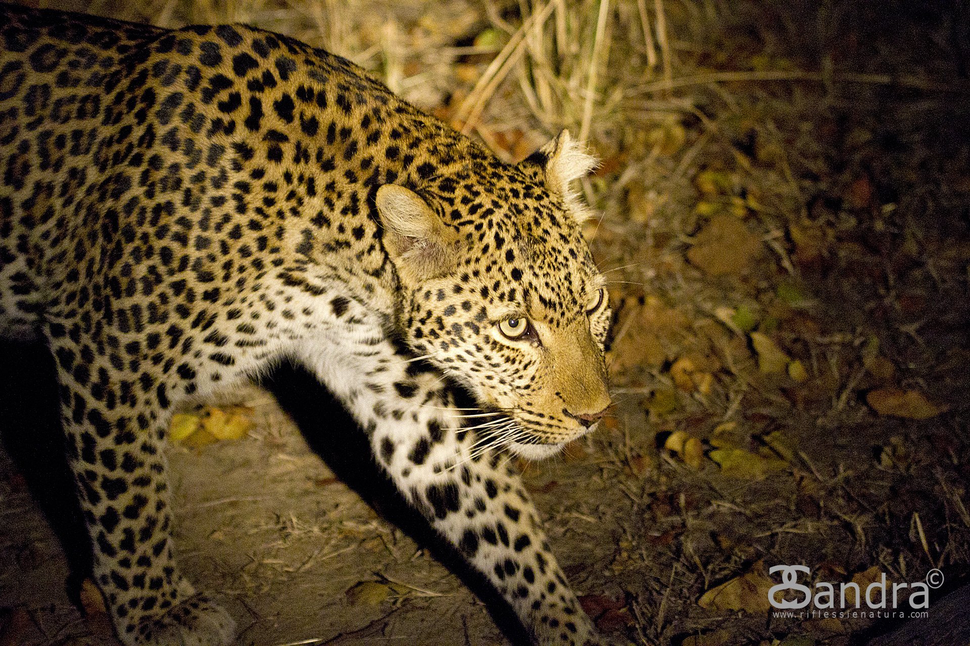 Leopard at night - 6400 iso