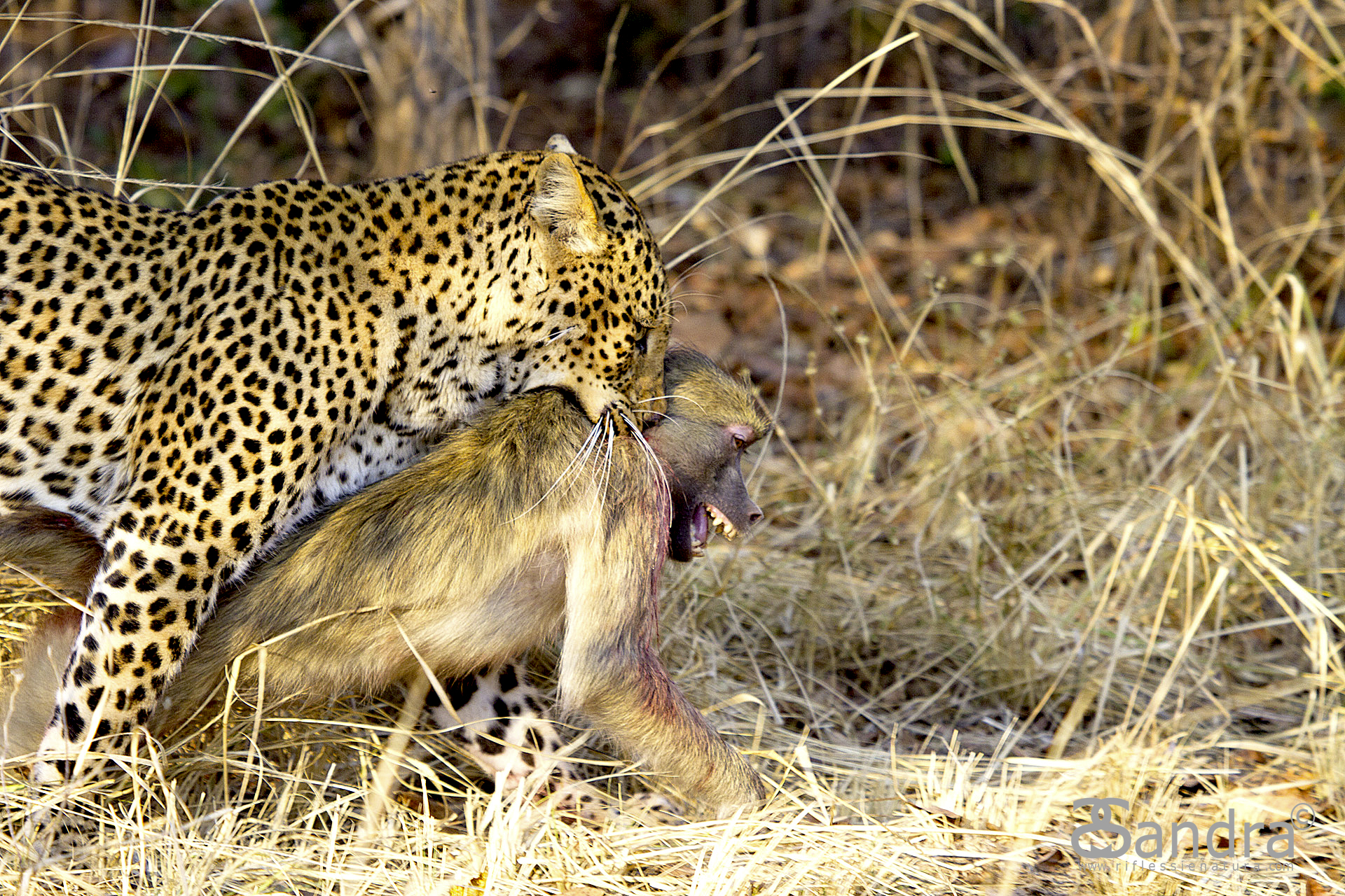 The Predator and Prey