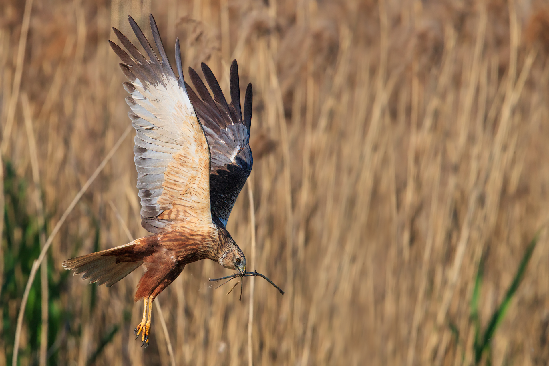 Falco di Palude maschio - Costruzione del nido