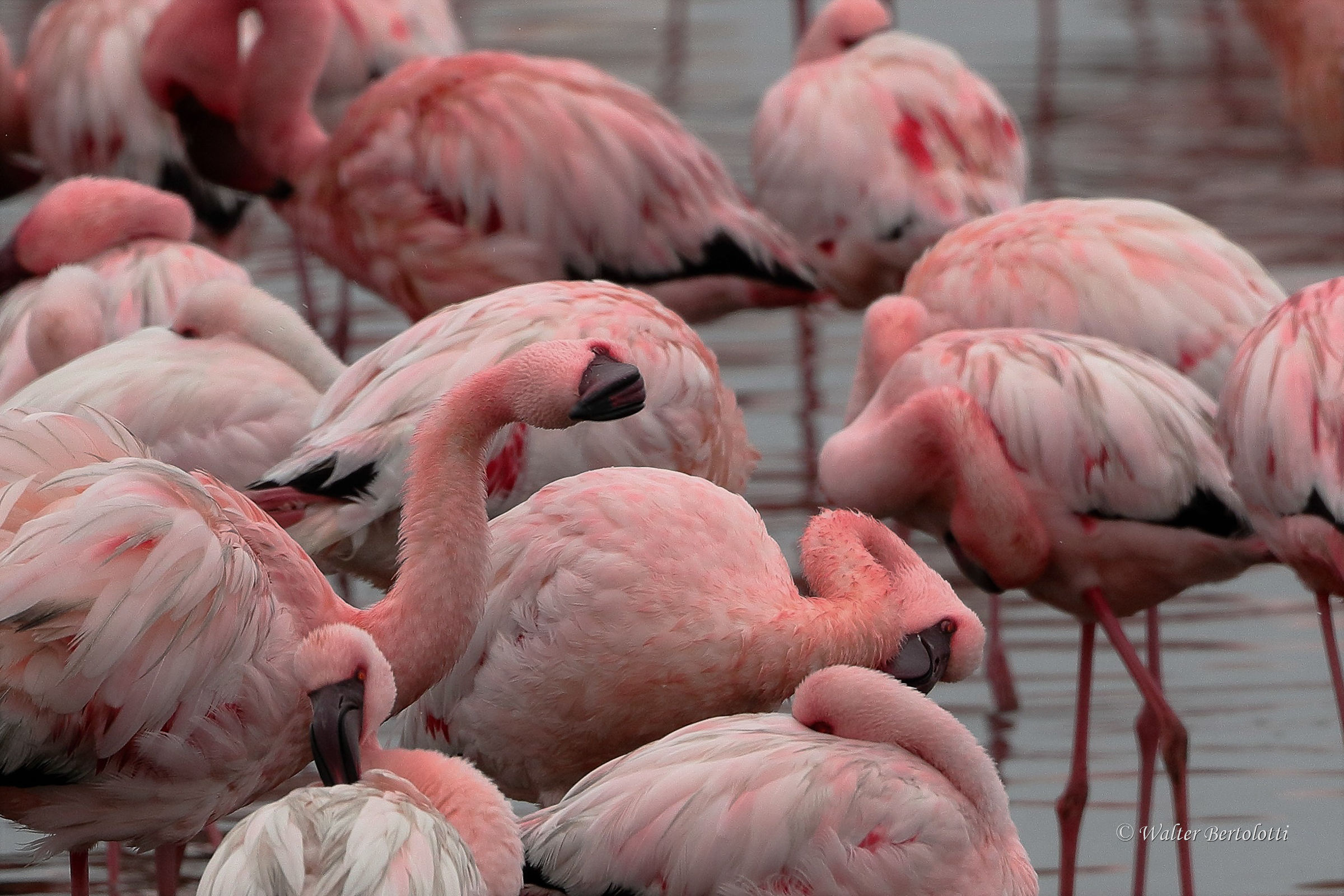 The Sandwich Harbor color