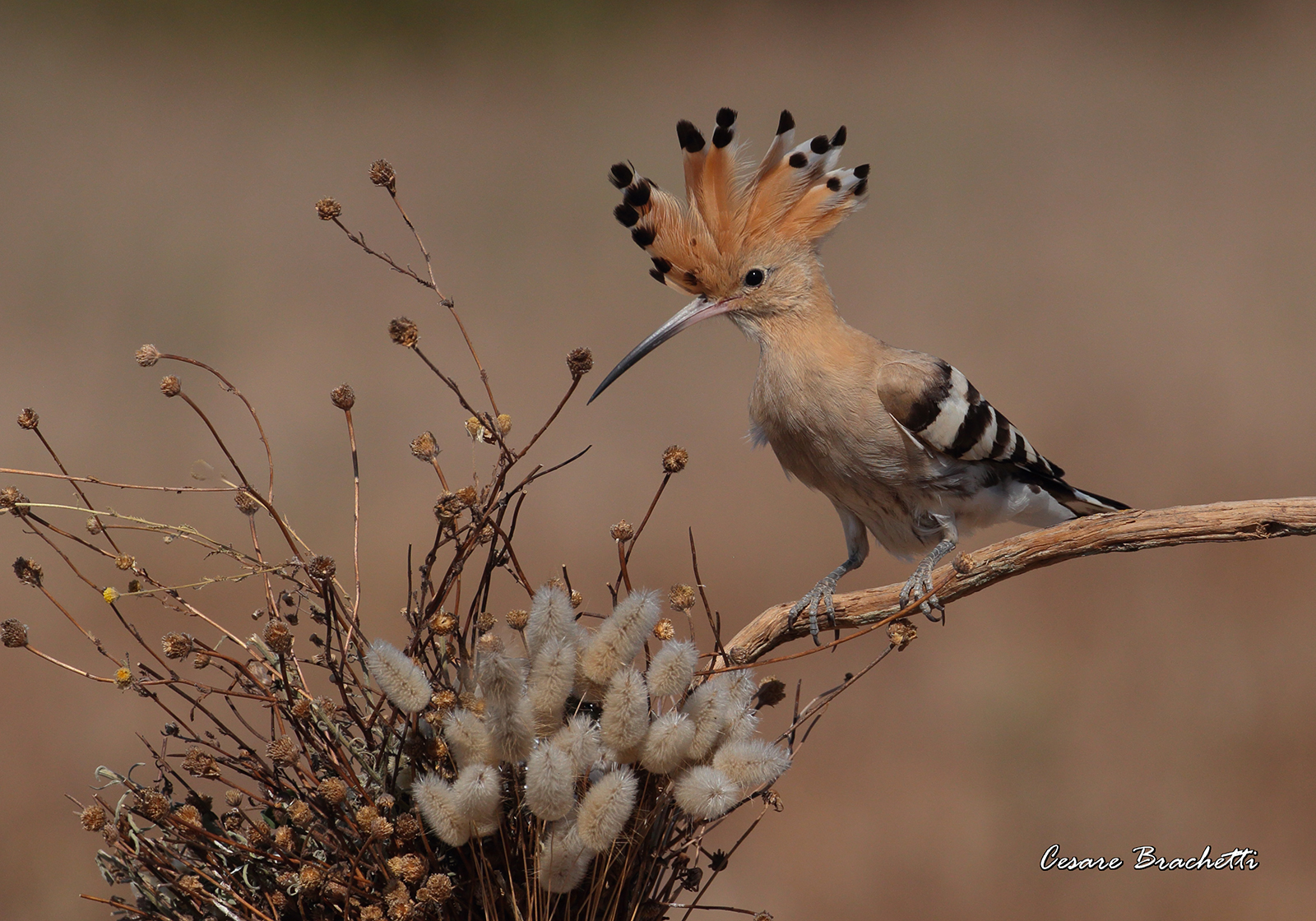 hoopoe.