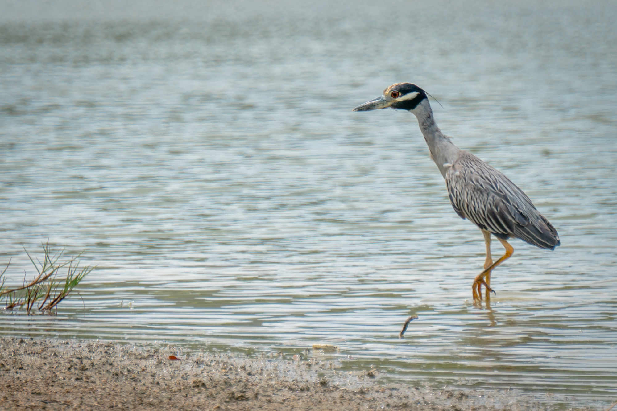 Nitticora Capogiallo