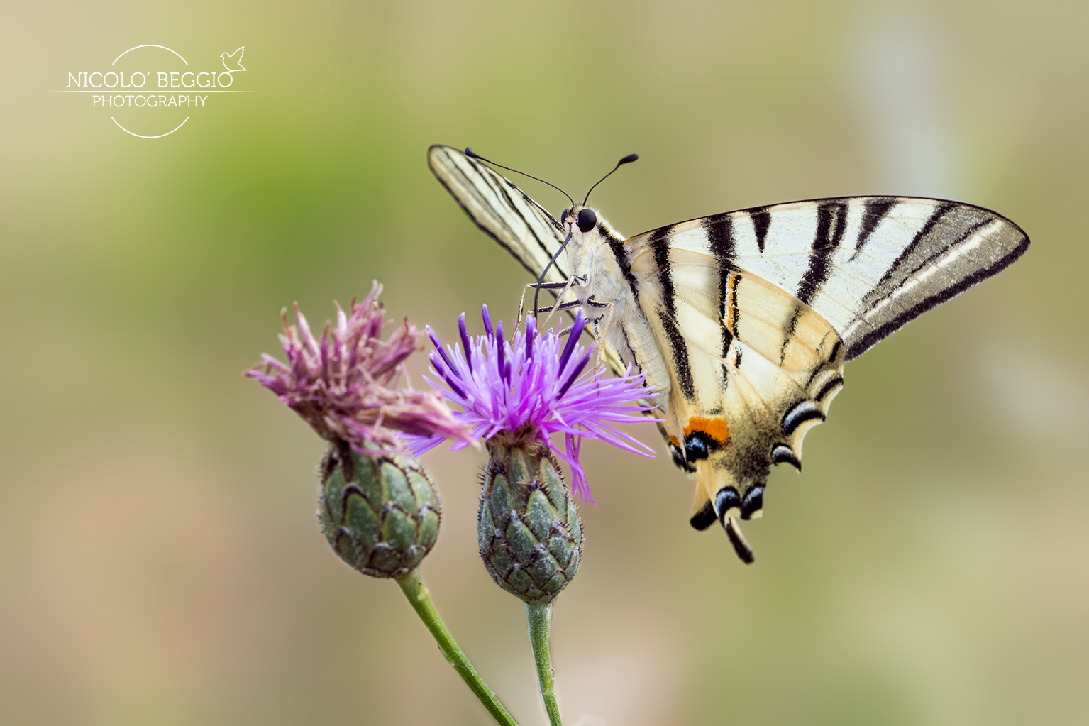 Fiordalisio is a nerastro