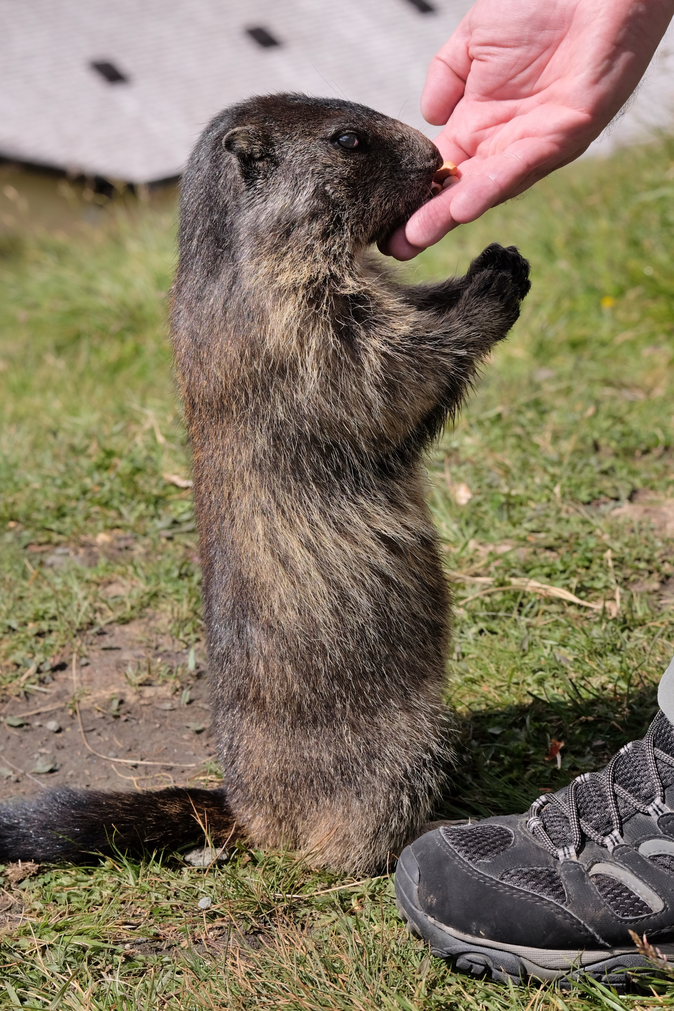 la mia amica marmotta 2