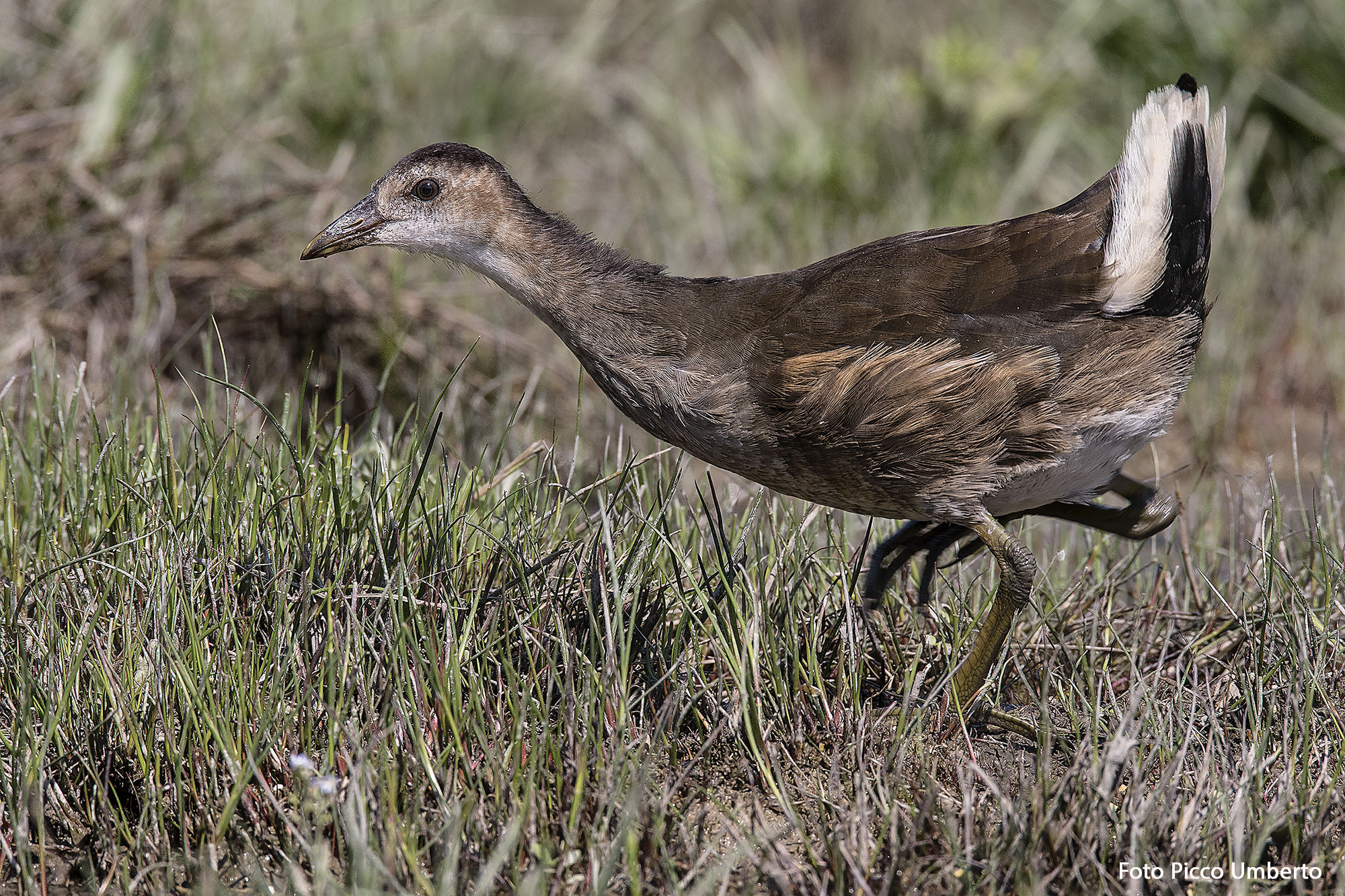 gallinella d'acqua giovane