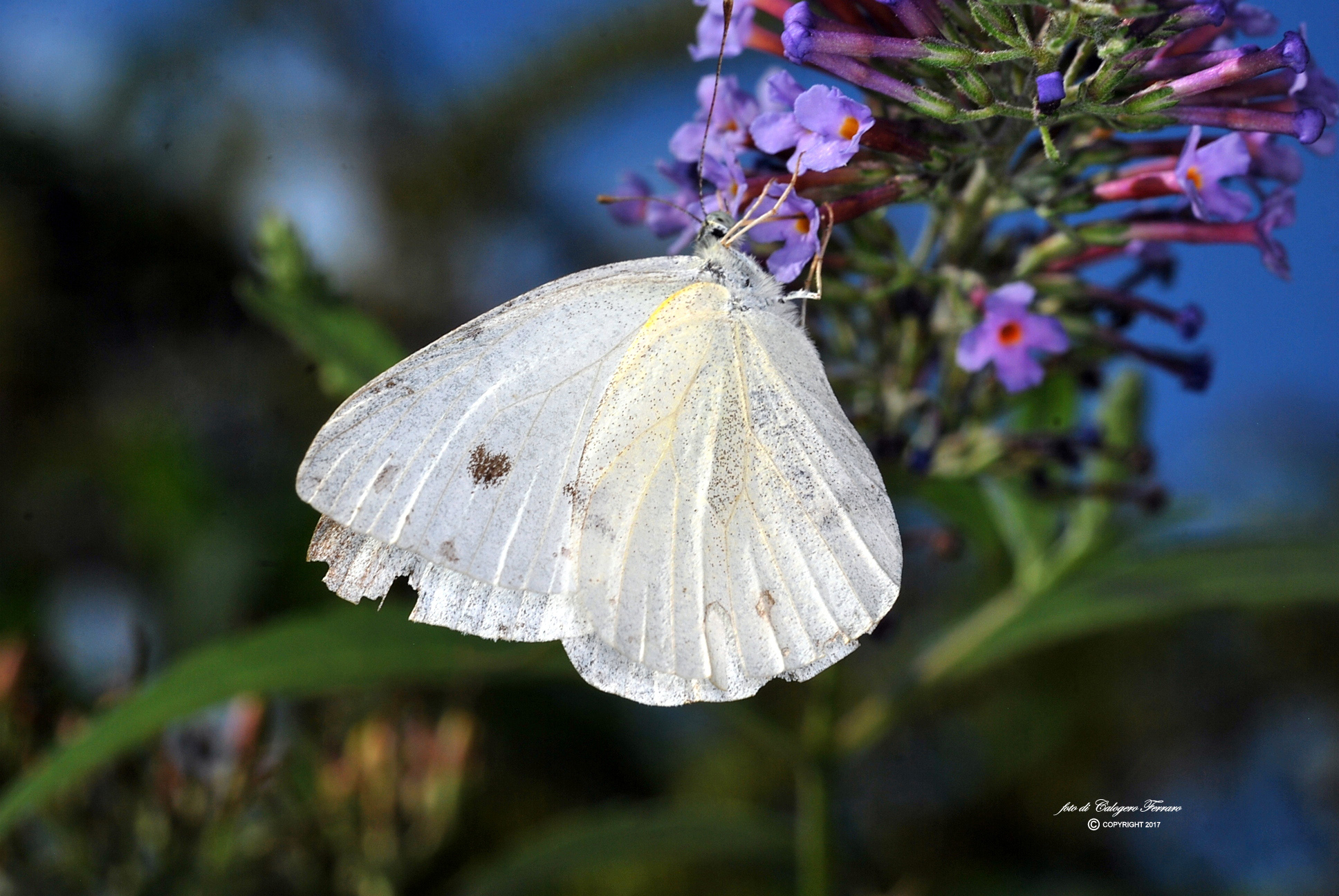 On the life path Gazzaniga - Fiorano al Serio