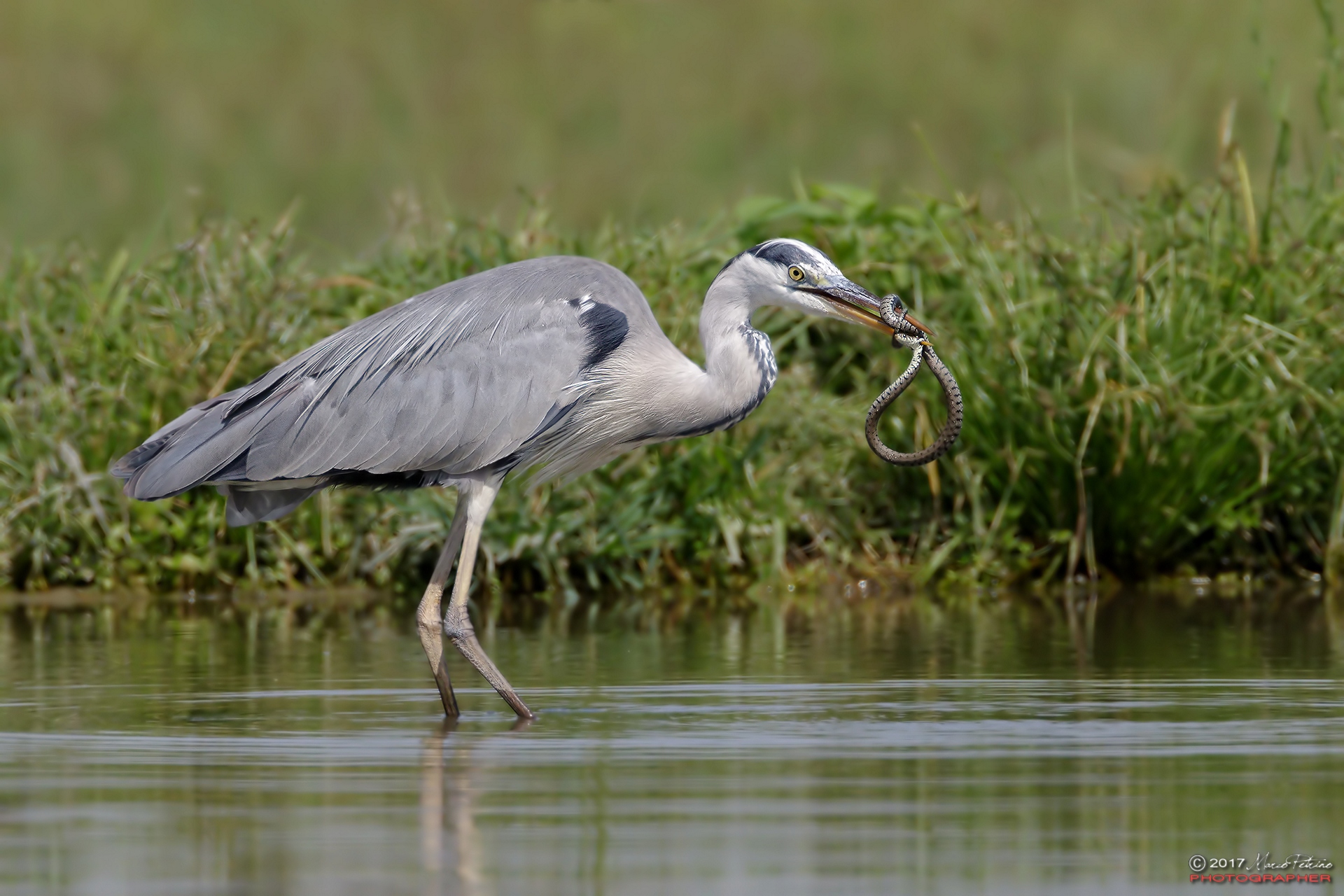 Gray heron (Ardea cinerea) - Gray heron
