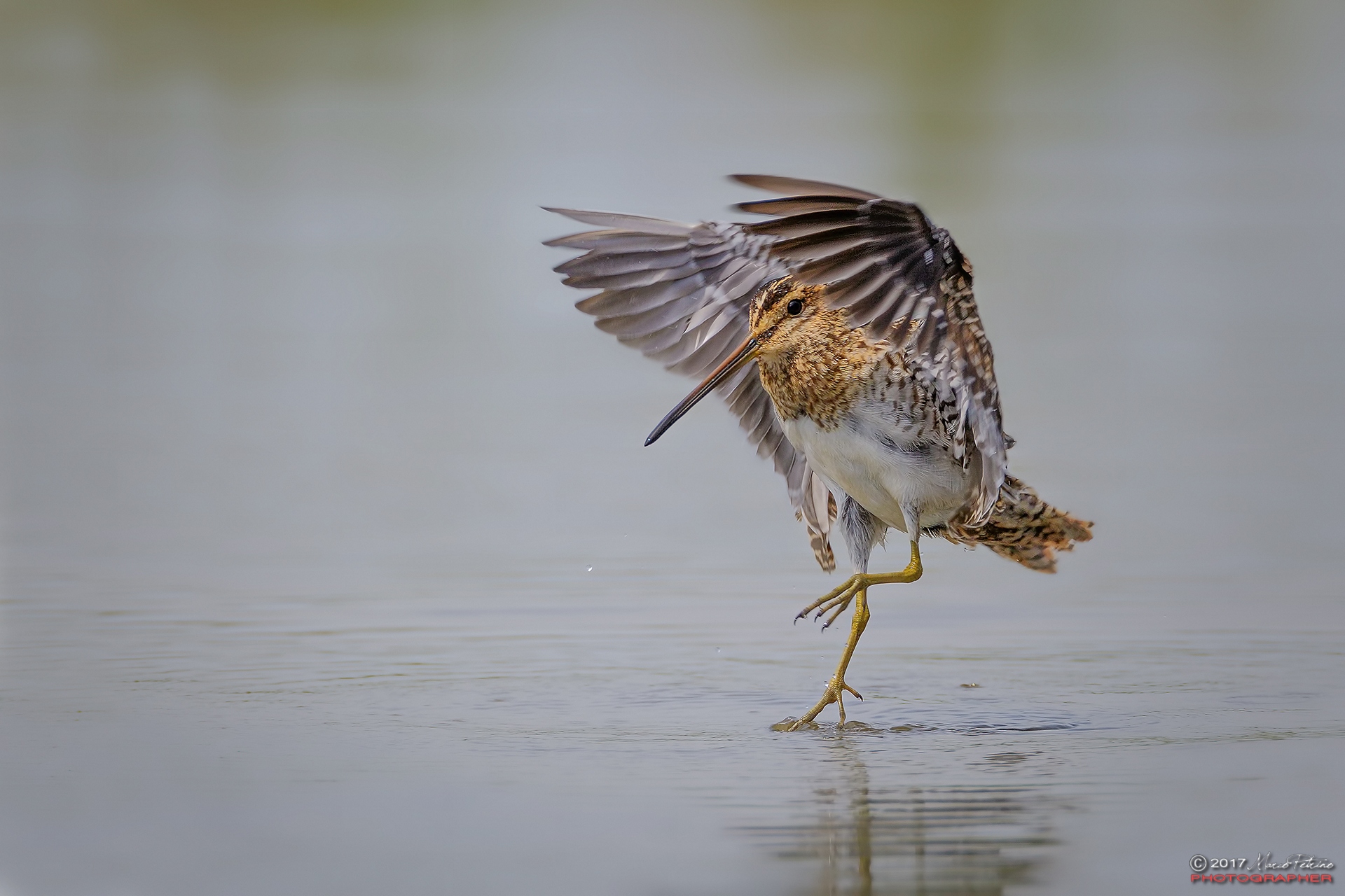 Beccaccino (Gallinago gallinago)