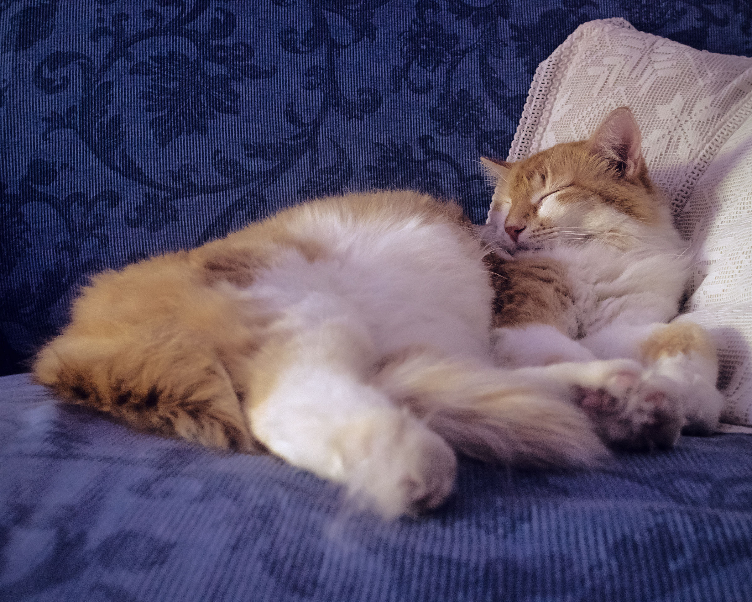 Gattone - prova colore