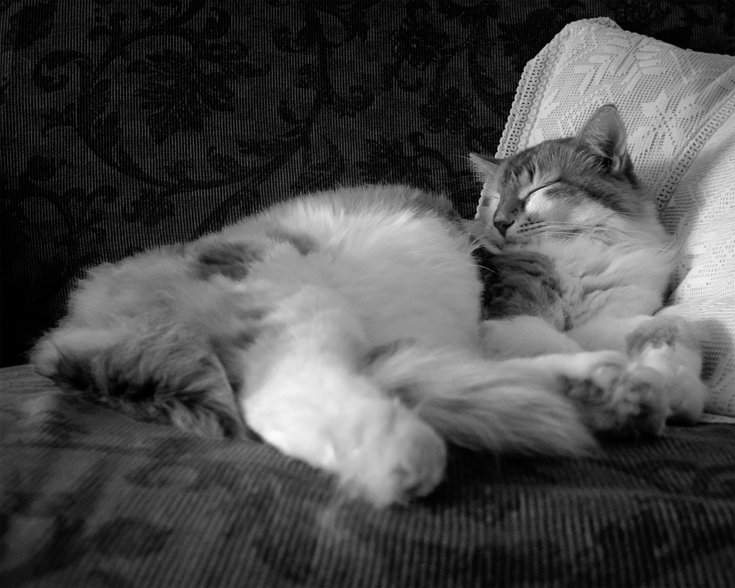 Gattone in sfumature BN