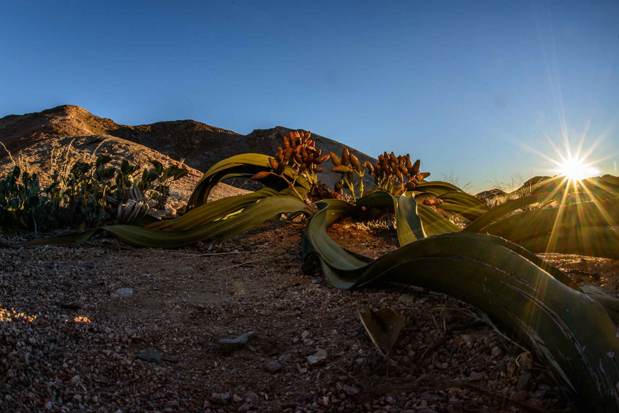 Welwitschia mirabilis al tramonto