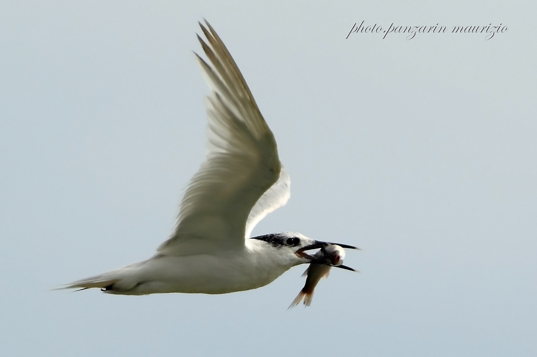 sandwich terns