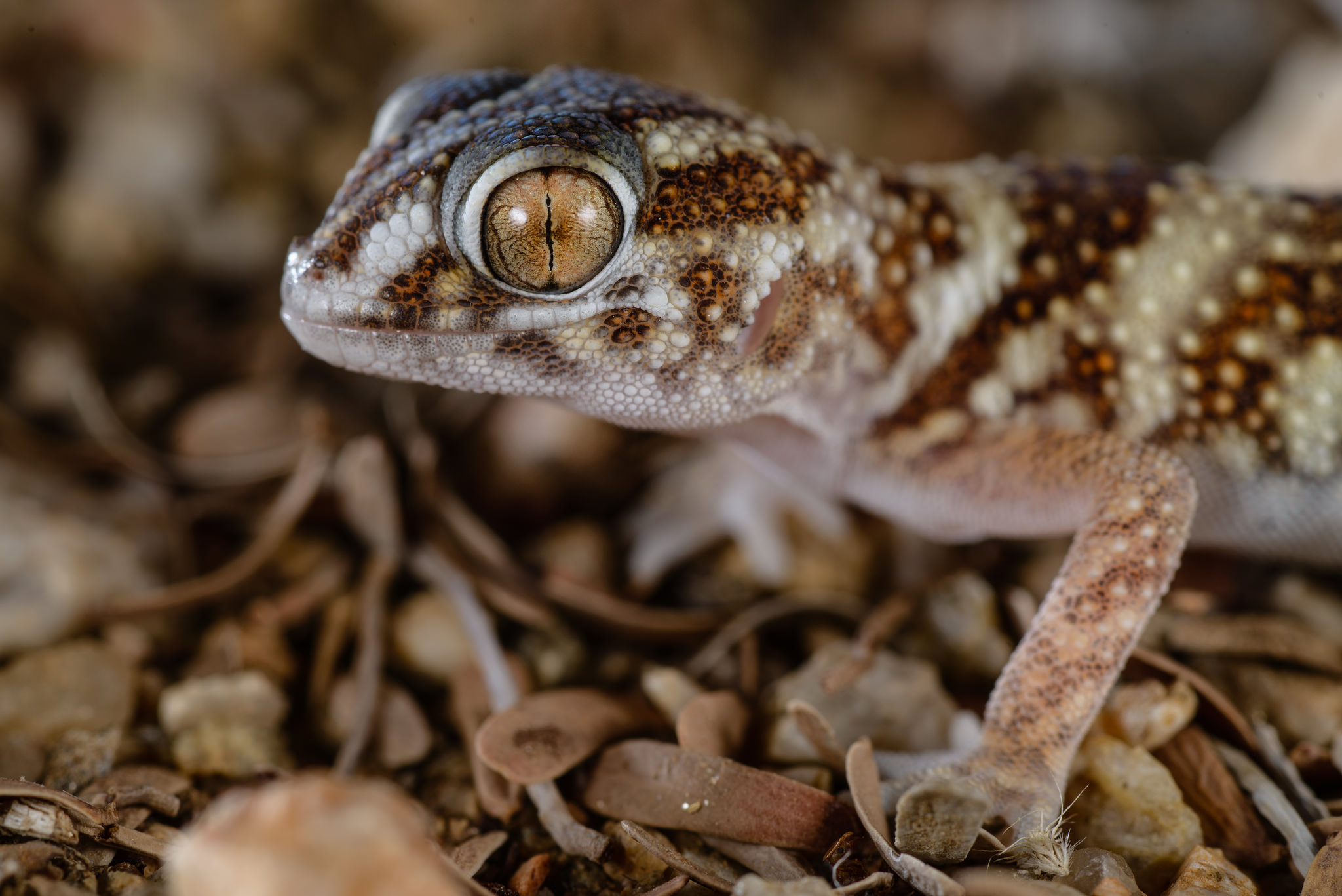 Condrodactylus angulifer