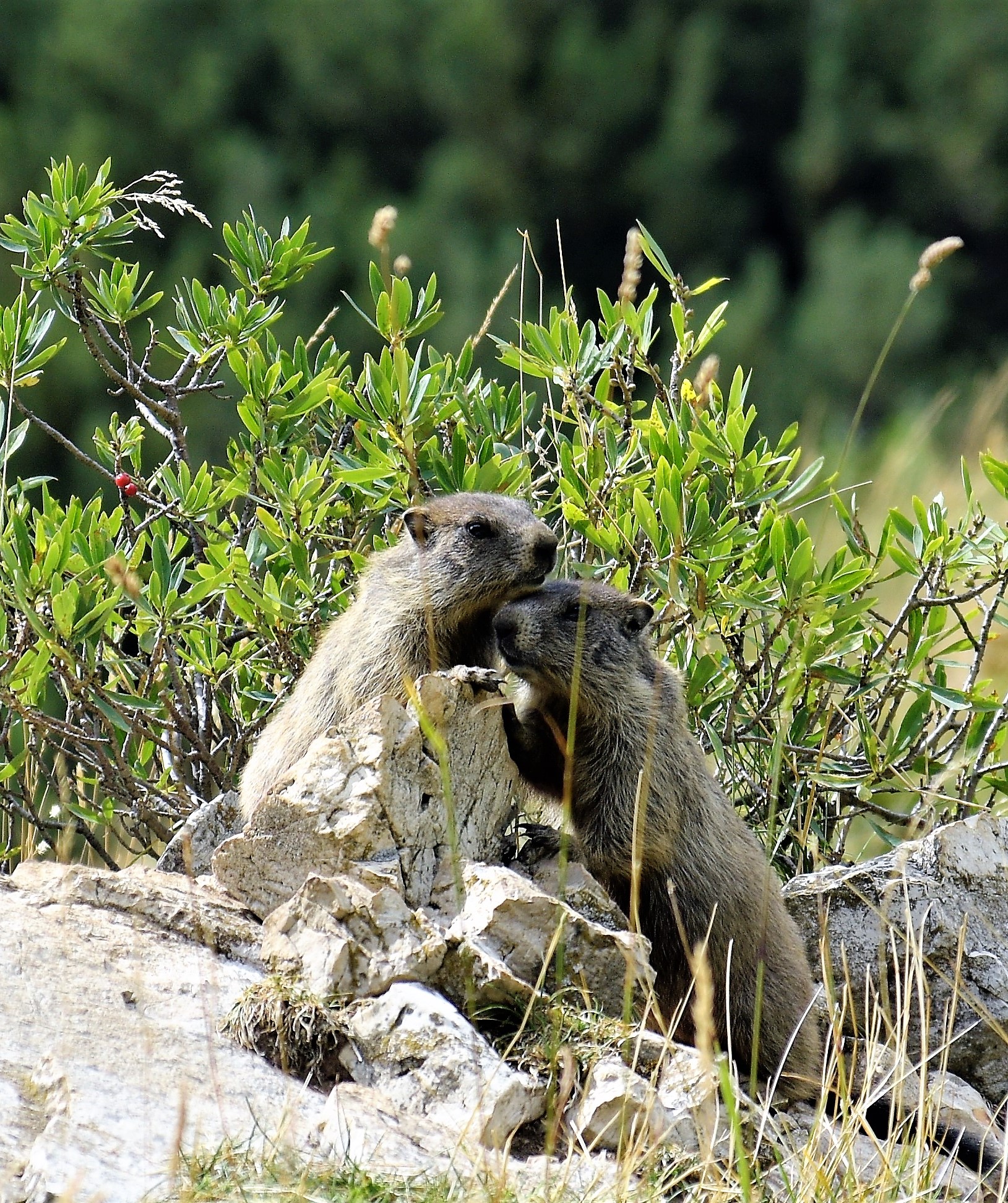 Marmotte