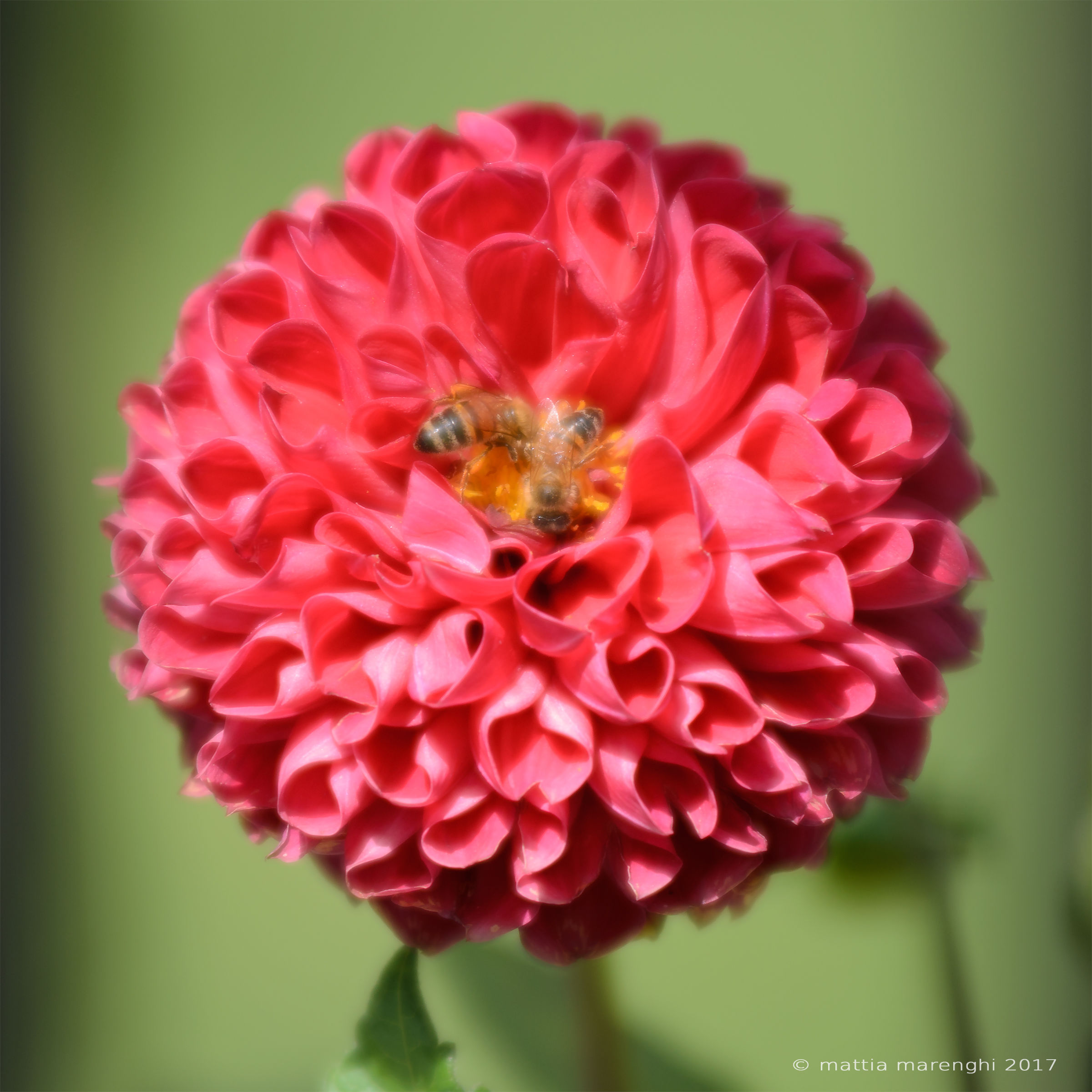 Red Dalia