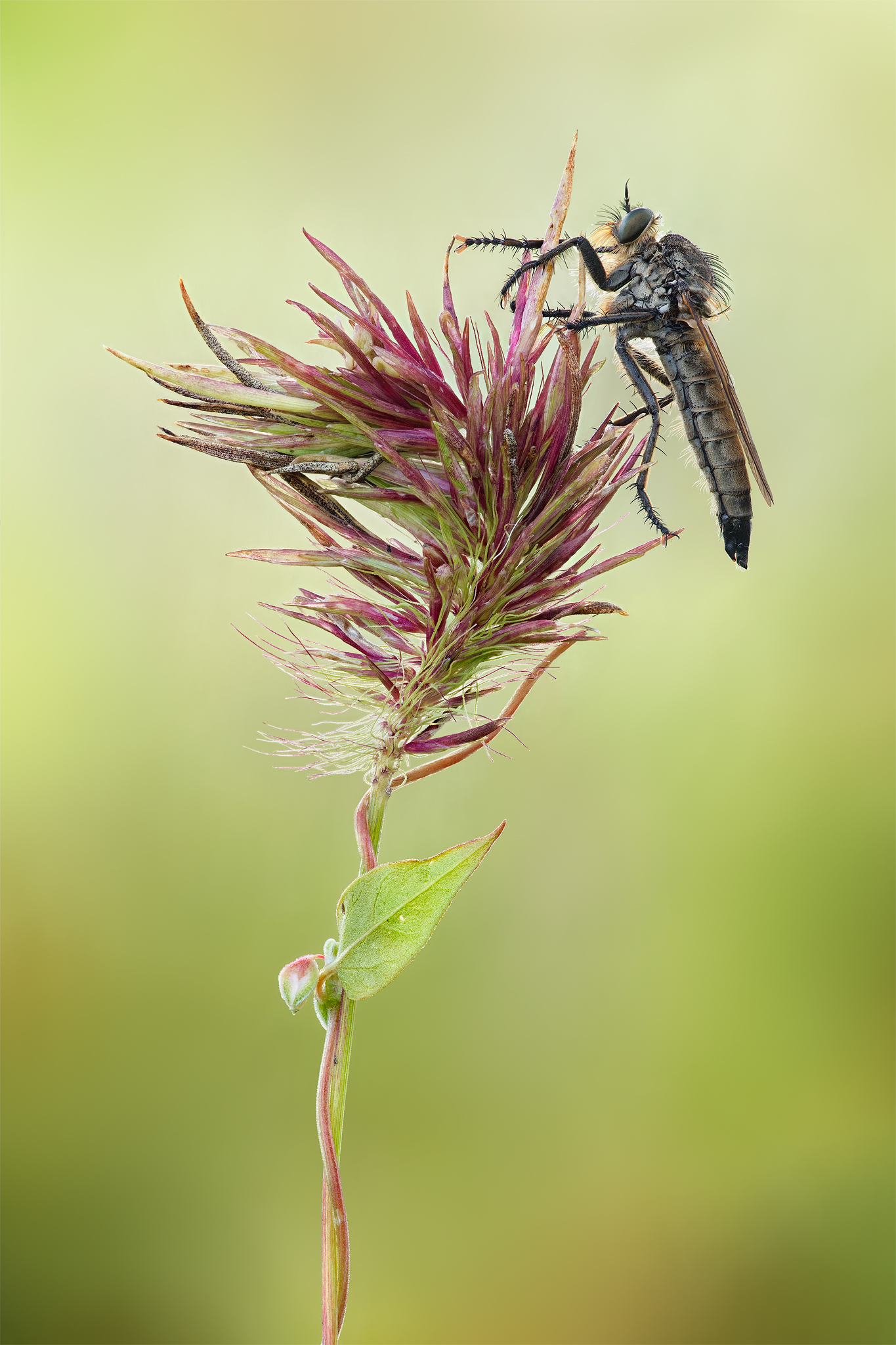 Machimus atricapillus