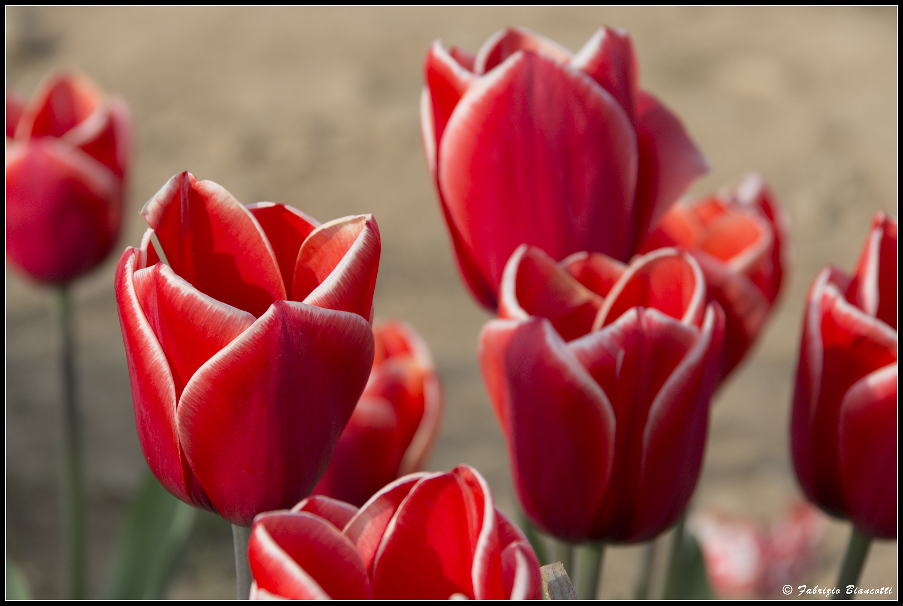 Red Tulip