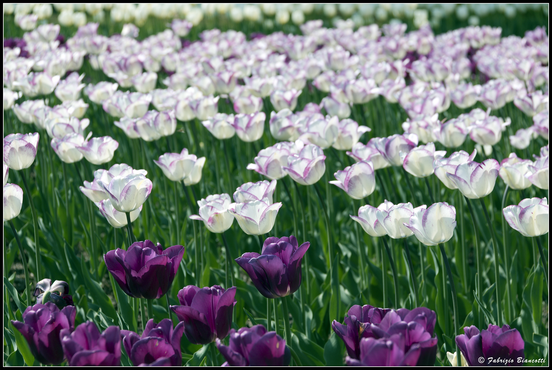 Interferenze di colore