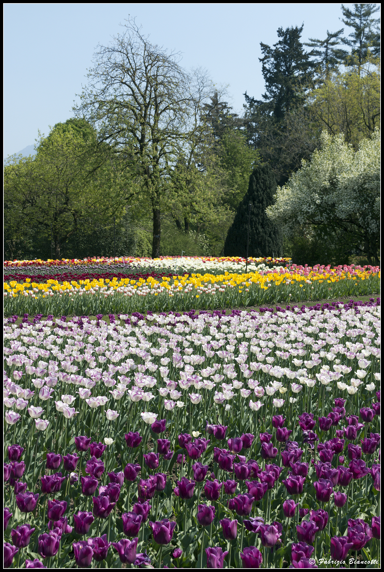 Nel regno del Tulipano