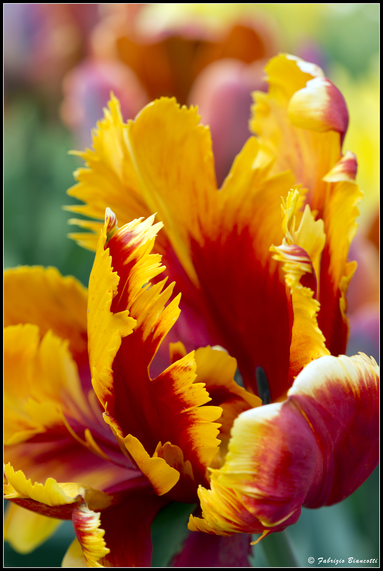 Uno sguardo ravvicinato