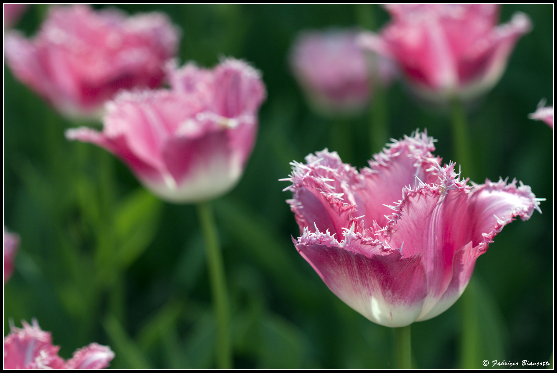 Un tulipano dentellato