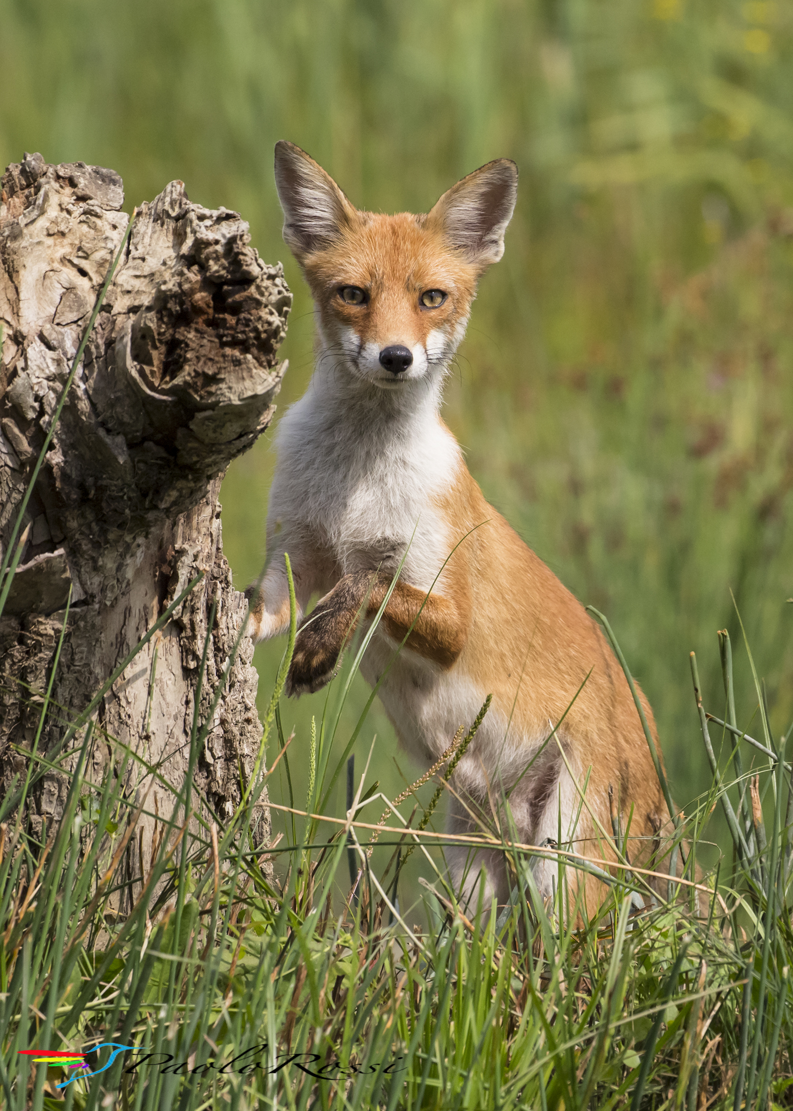 La volpe...in verticale
