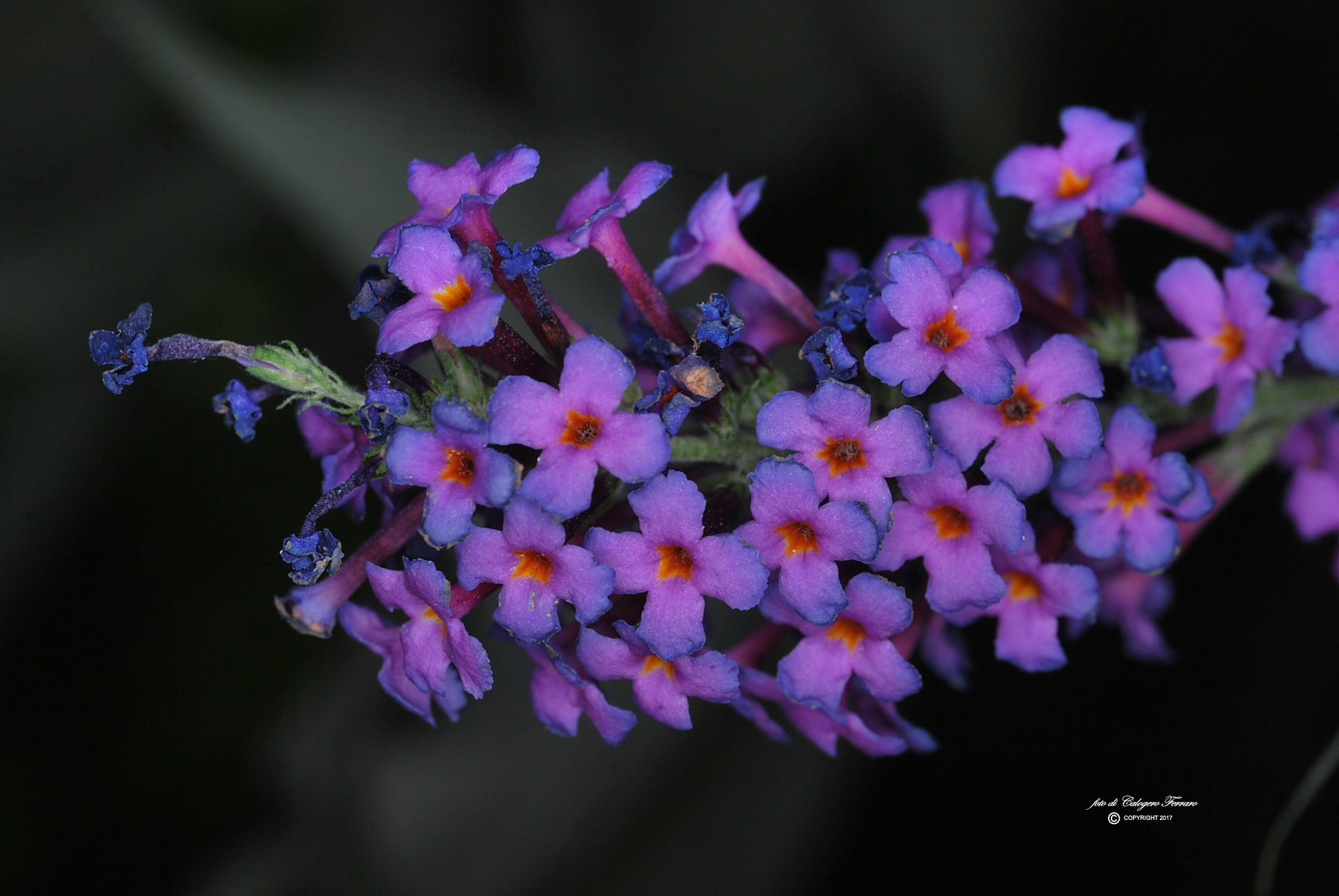 In the life path Gazzaniga- Fiorano al Serio