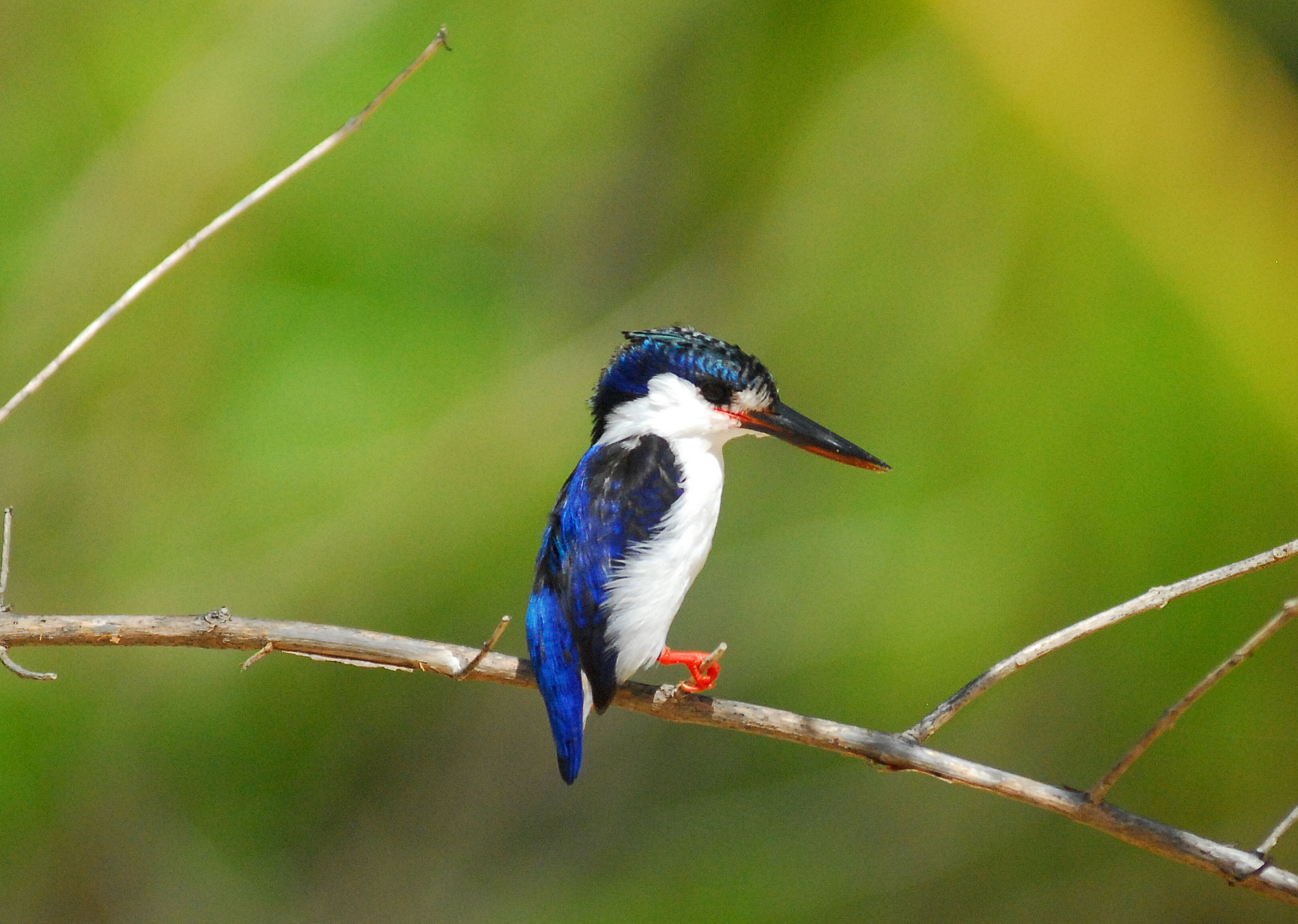 Martin fisherman of Madagascar