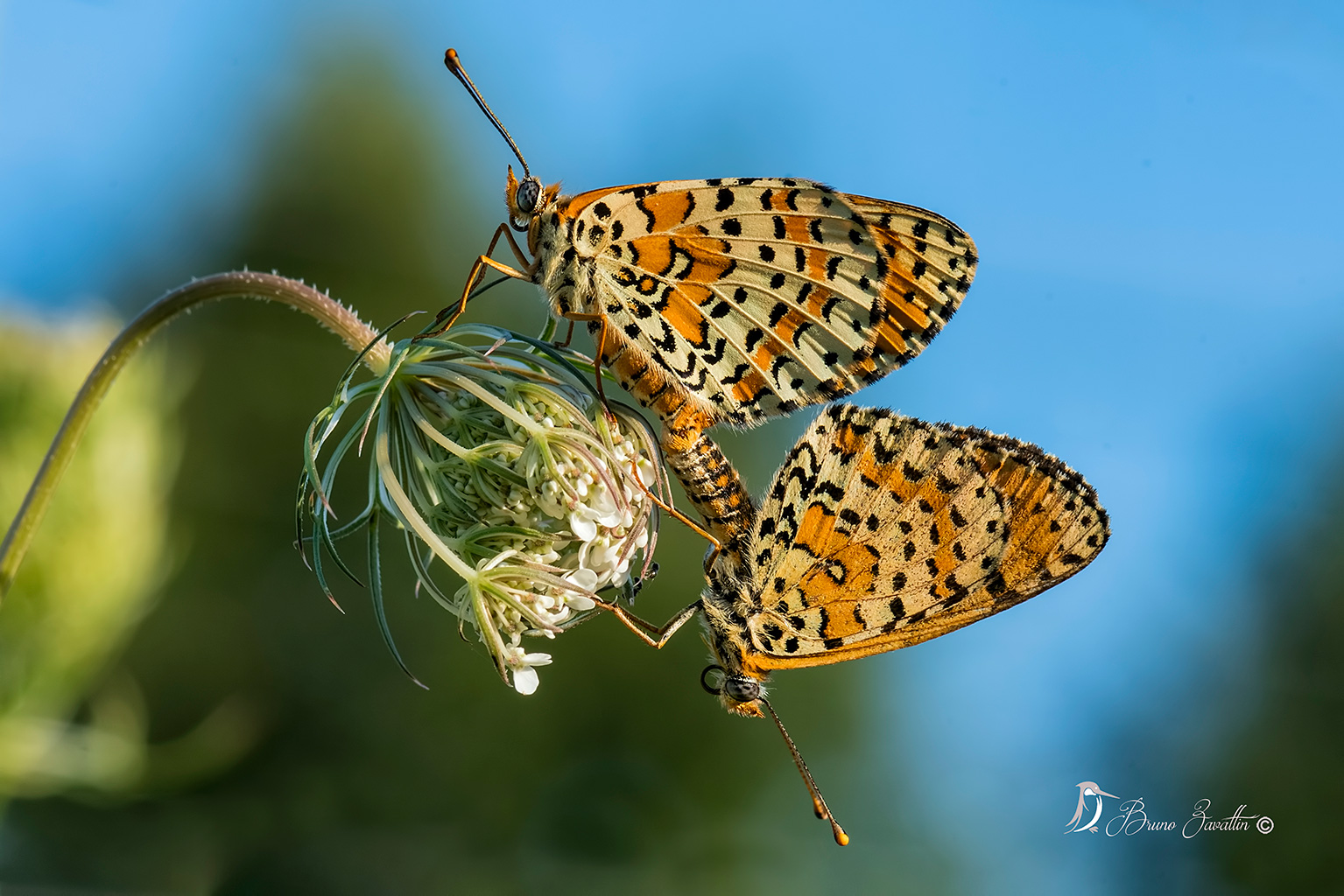 Melitaea didyma