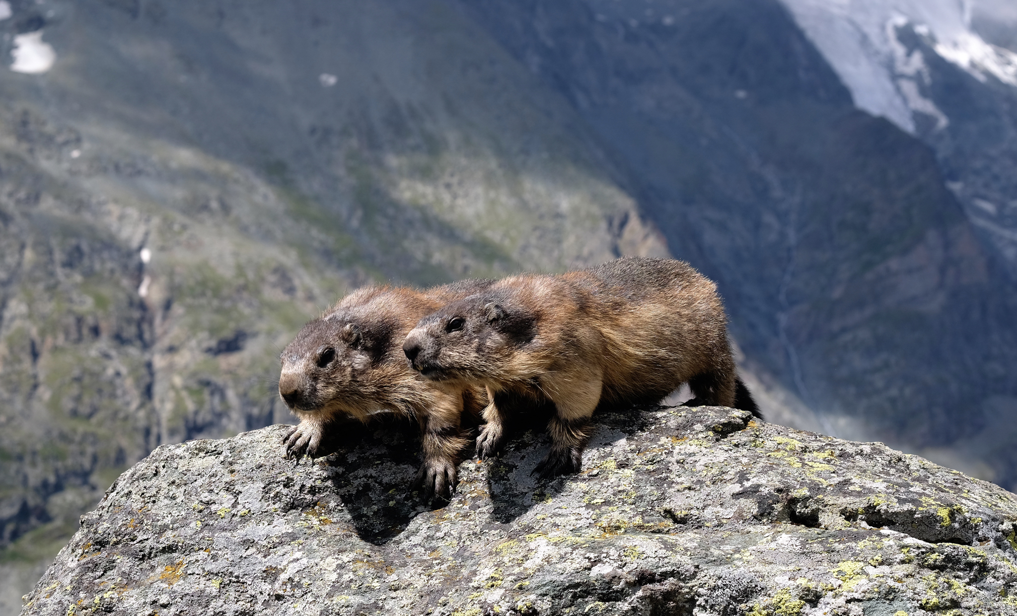 Marmotte curiose