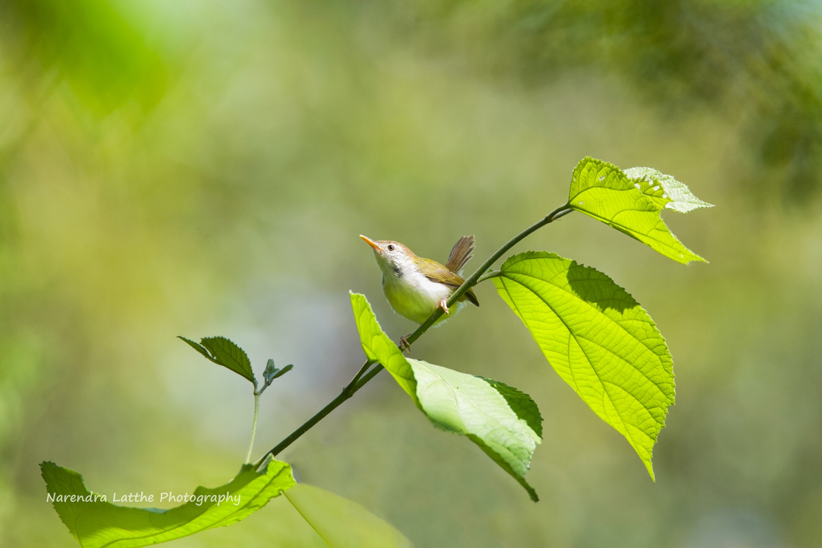 Tailorbird