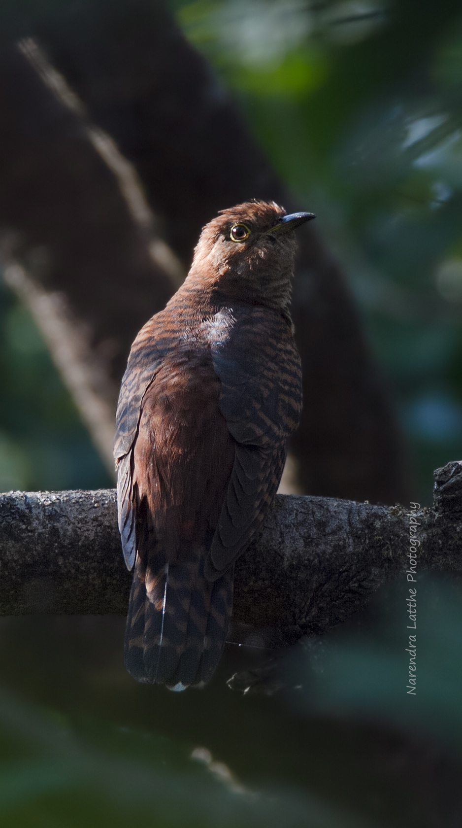 Lesser Cuckoo Hepatic Female