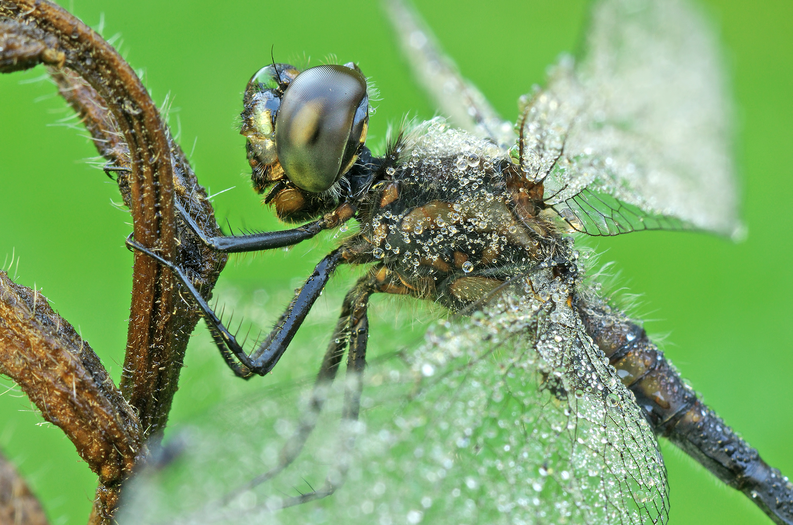 Sympetrum danae