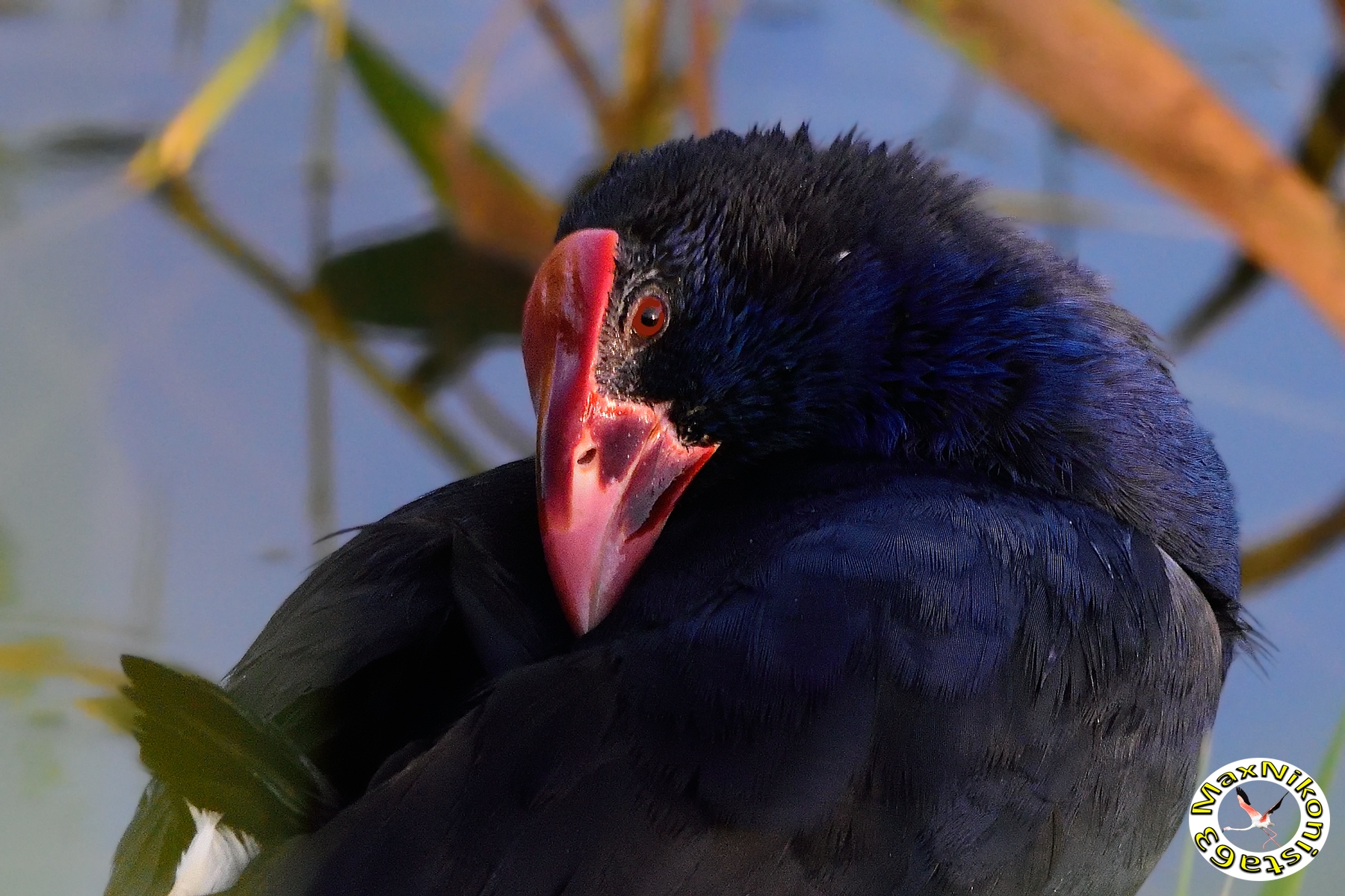 Do not photograph, I'm shy