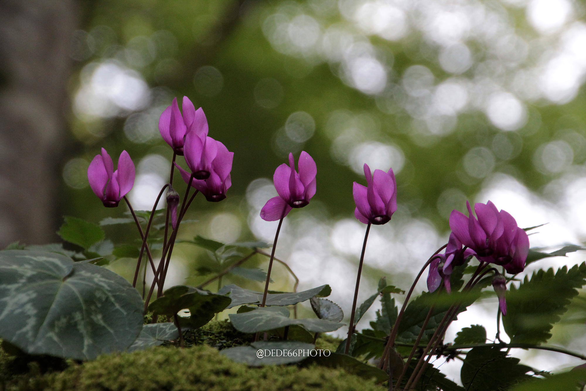 Forest cyclamen